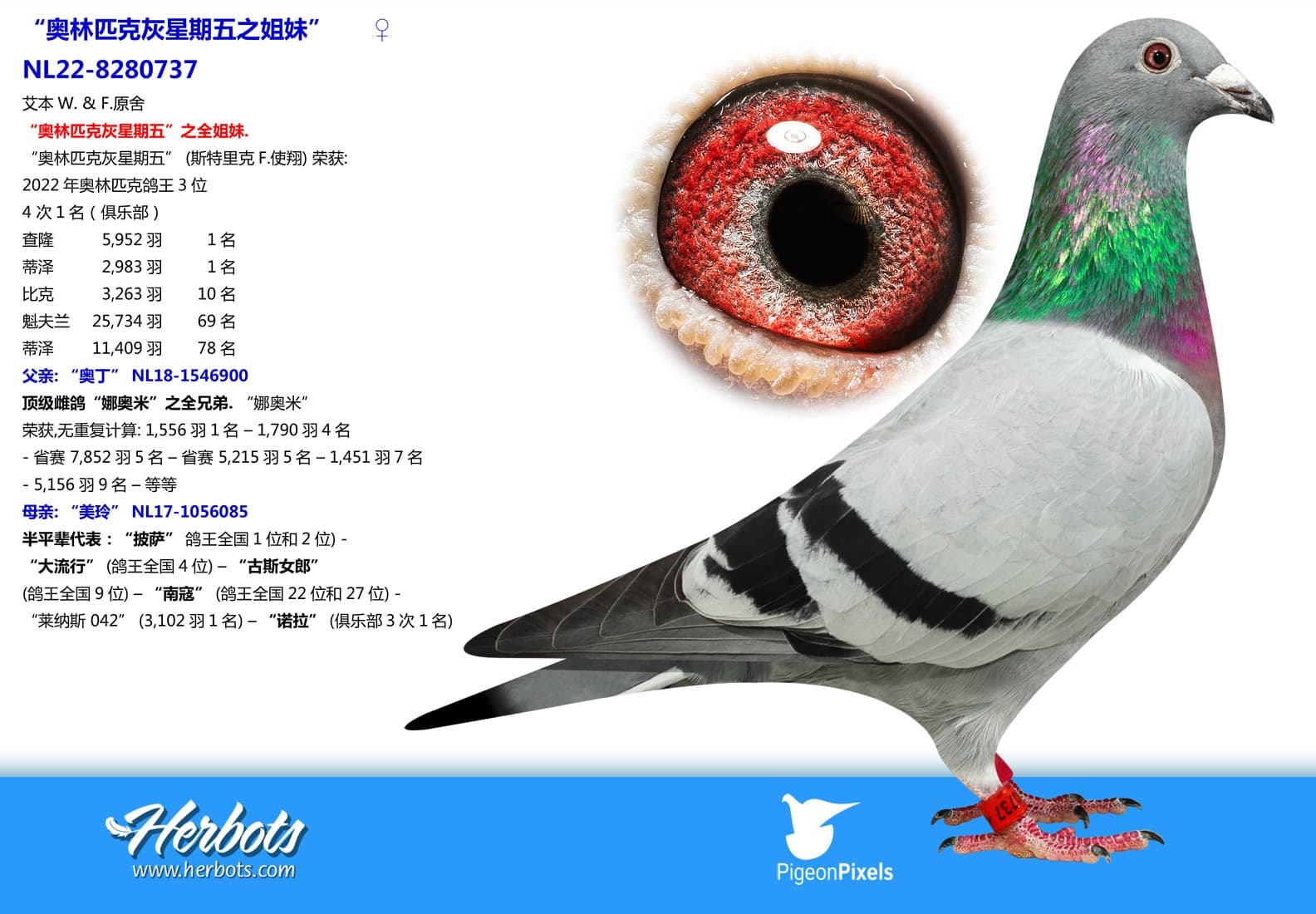pigeon: undefined