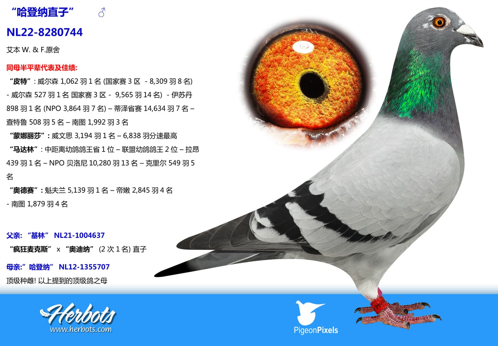 pigeon: undefined