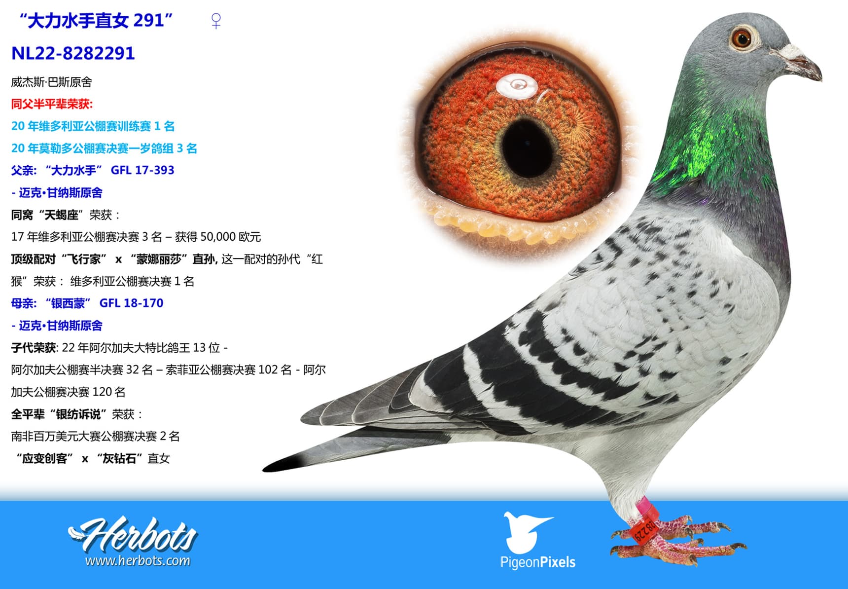 pigeon: “大力水手直女291”