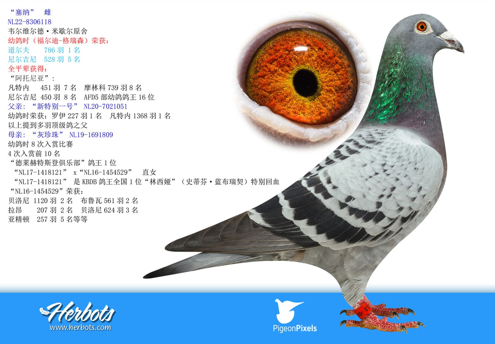 pigeon: undefined