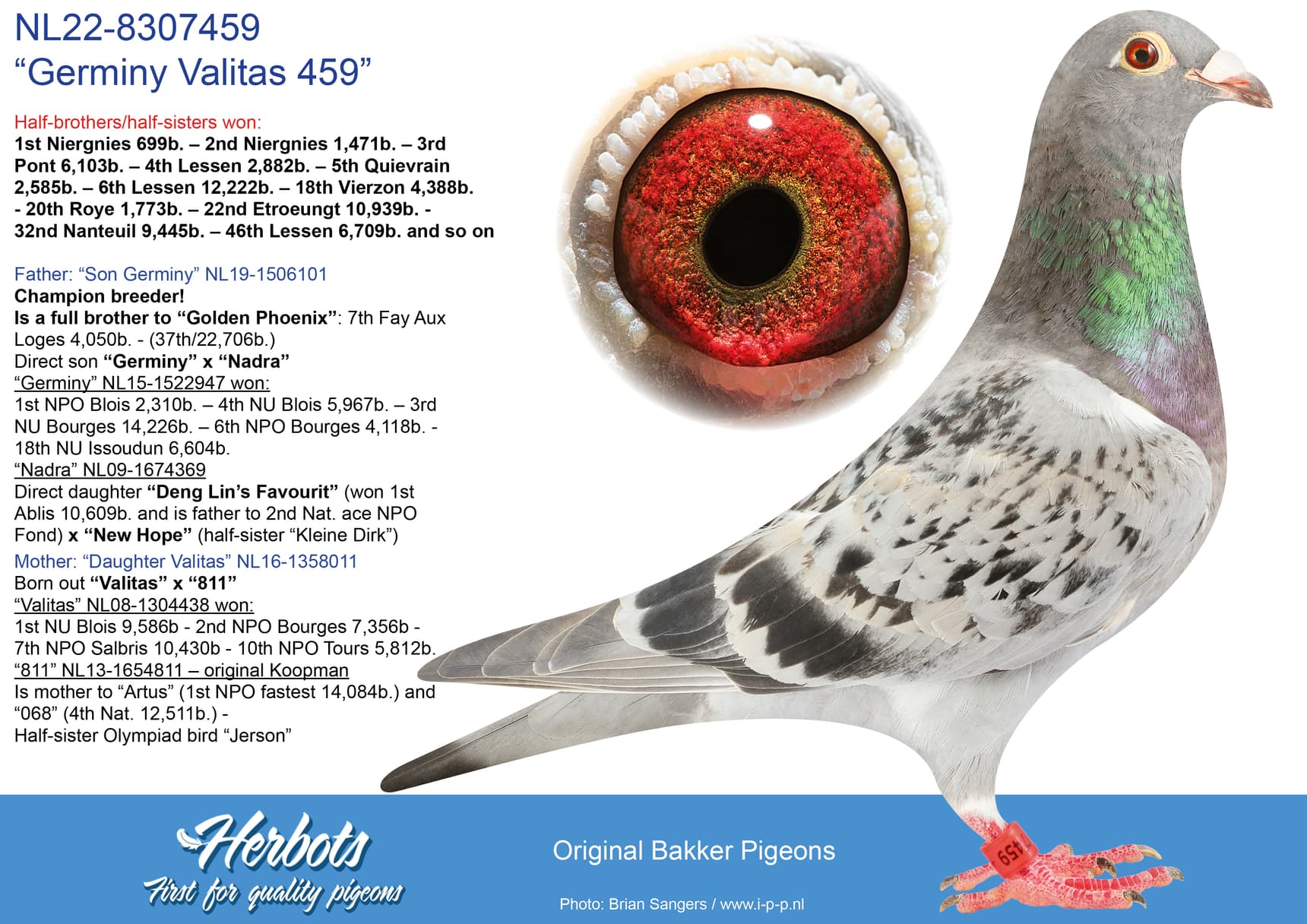 pigeon: undefined
