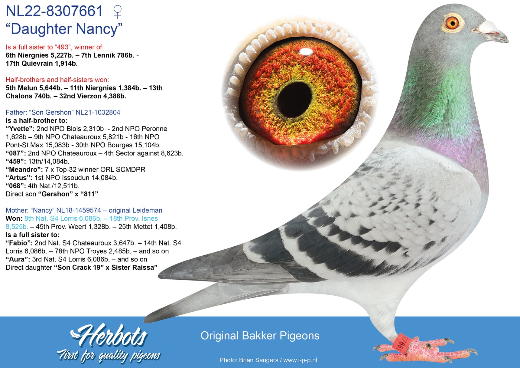 pigeon: undefined