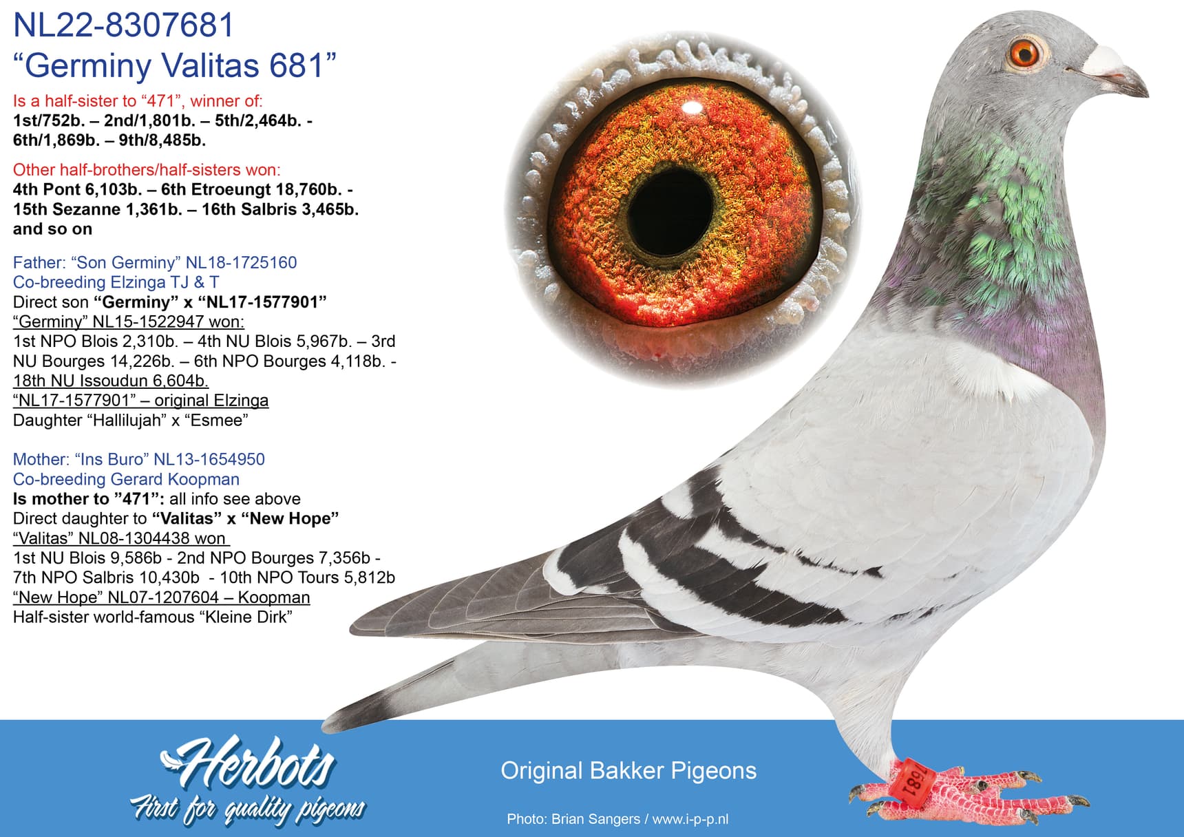pigeon: undefined