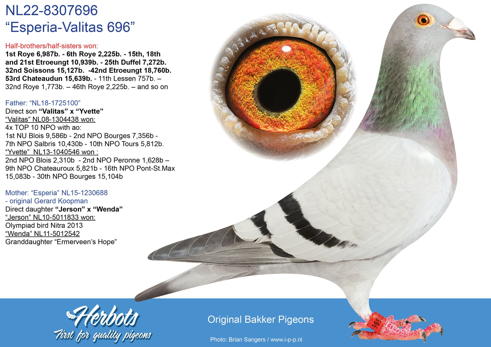 pigeon: undefined