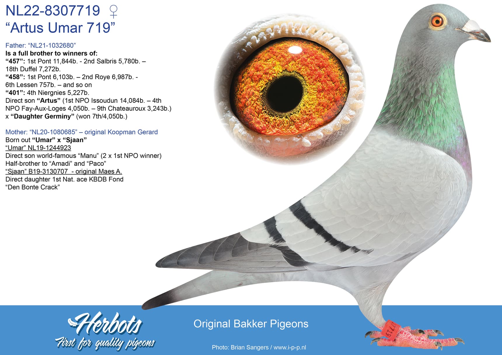 pigeon: undefined