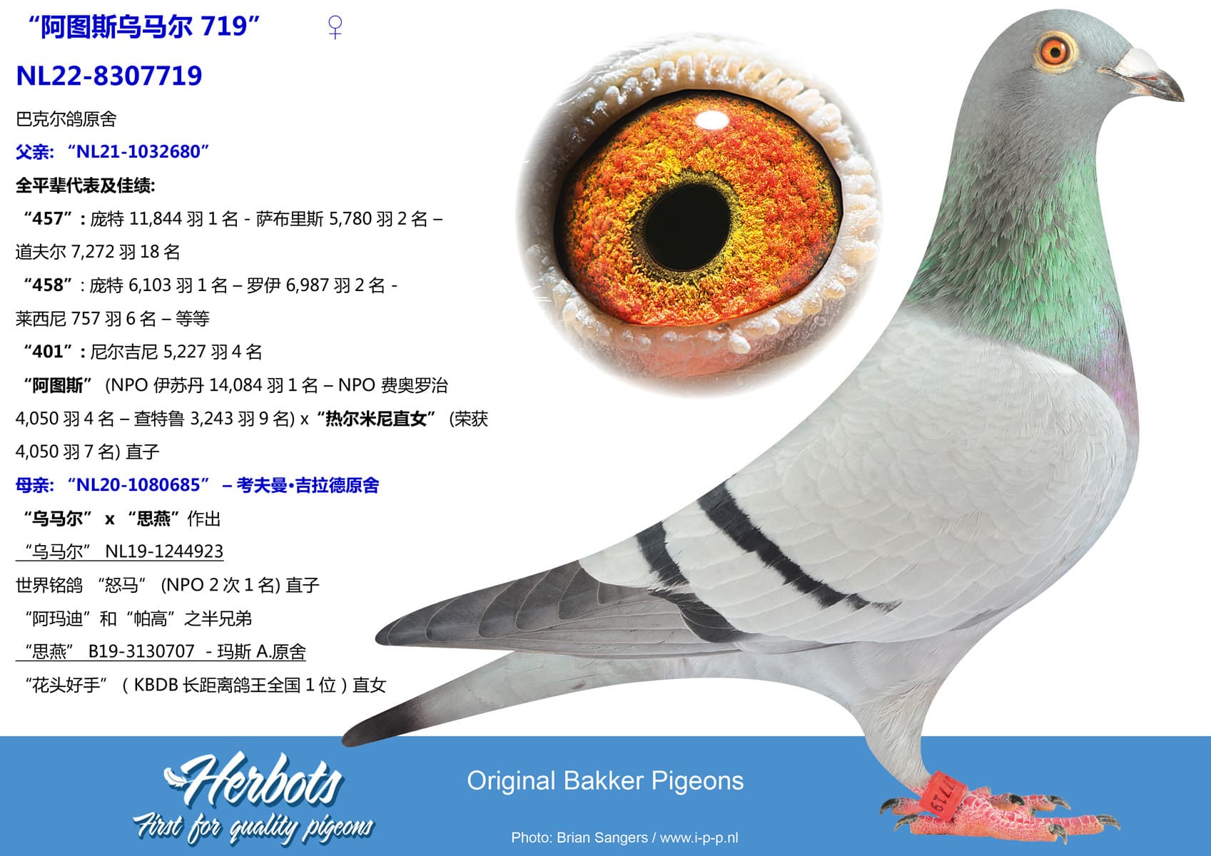 pigeon: undefined