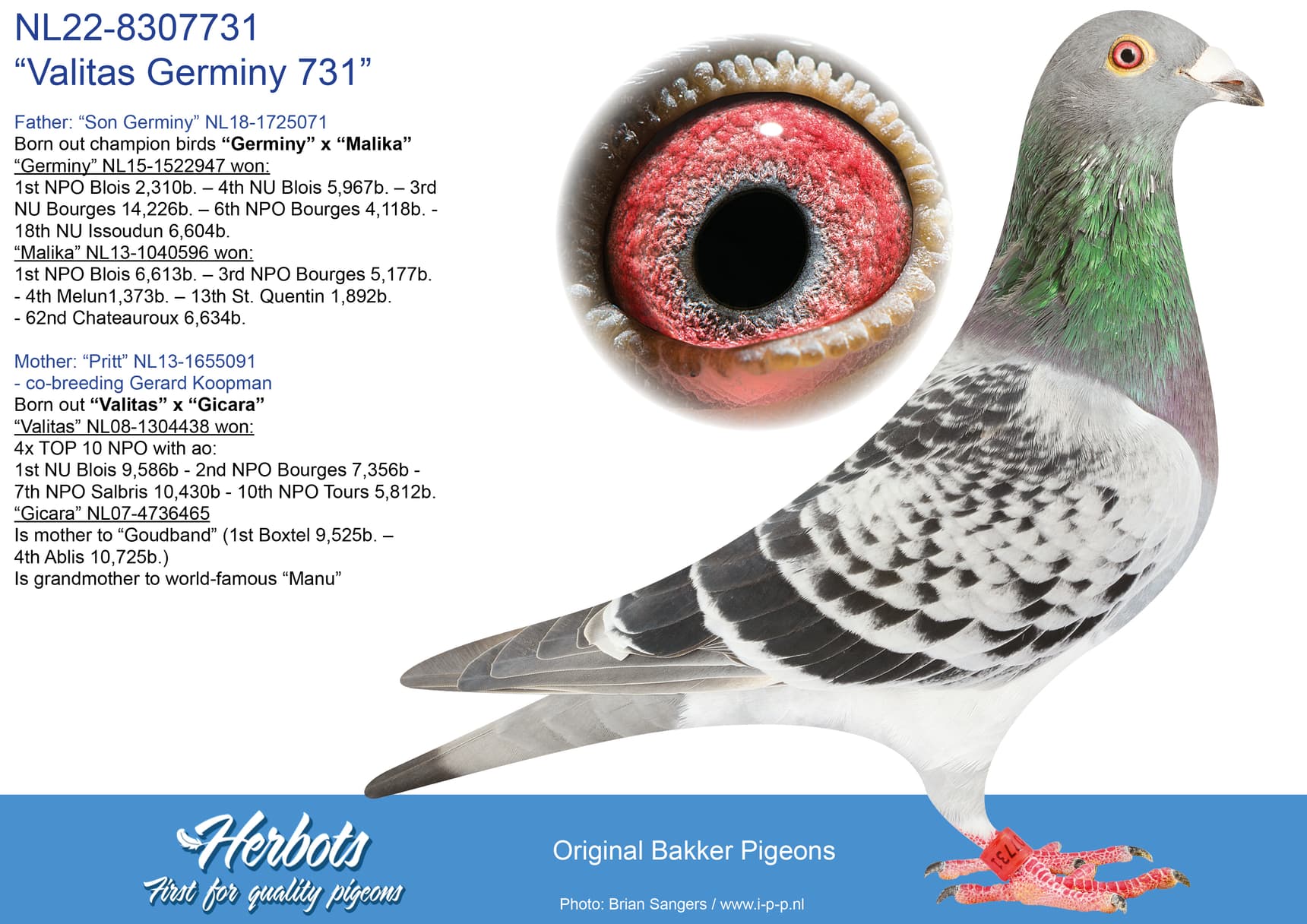 pigeon: undefined