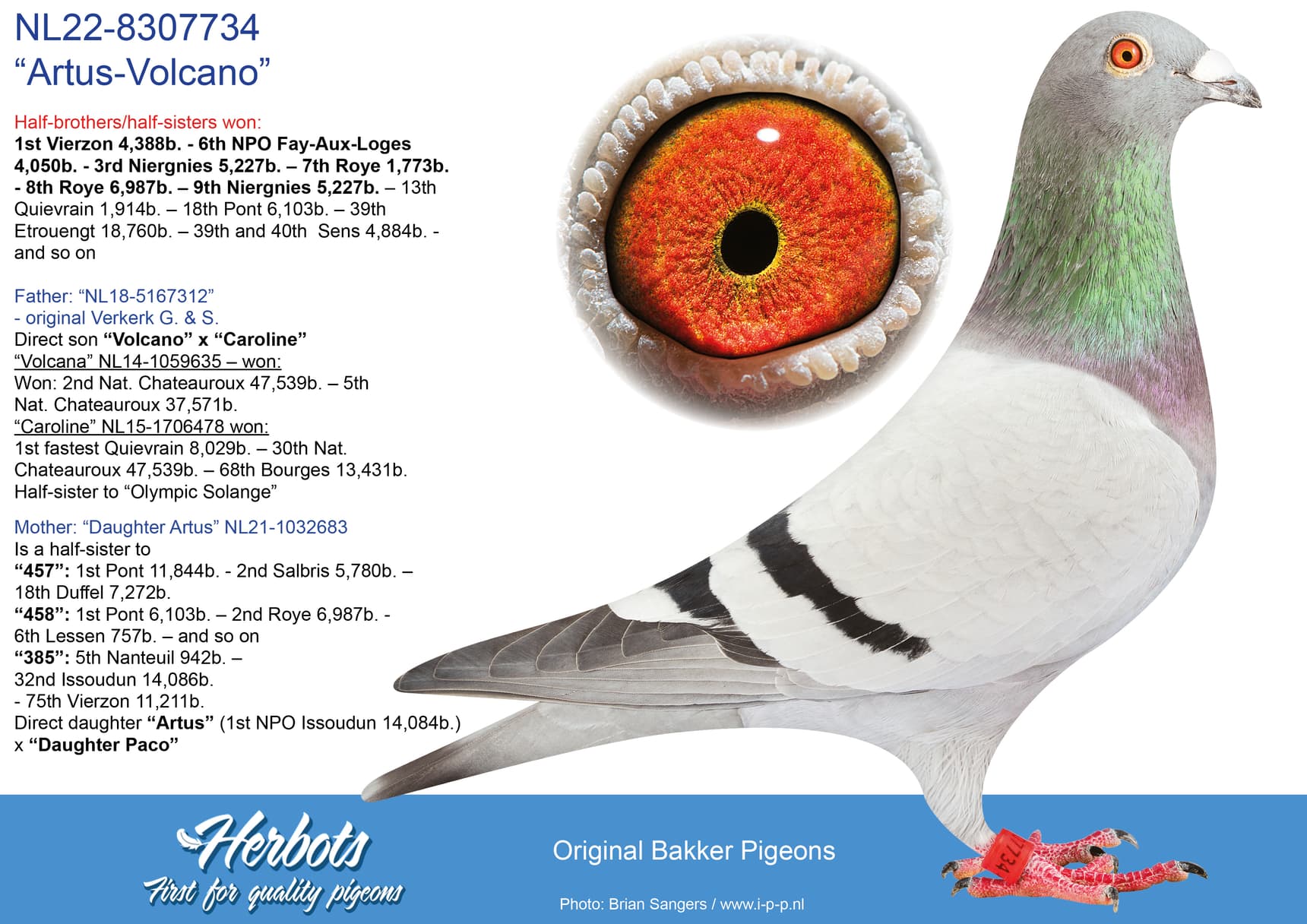 pigeon: undefined