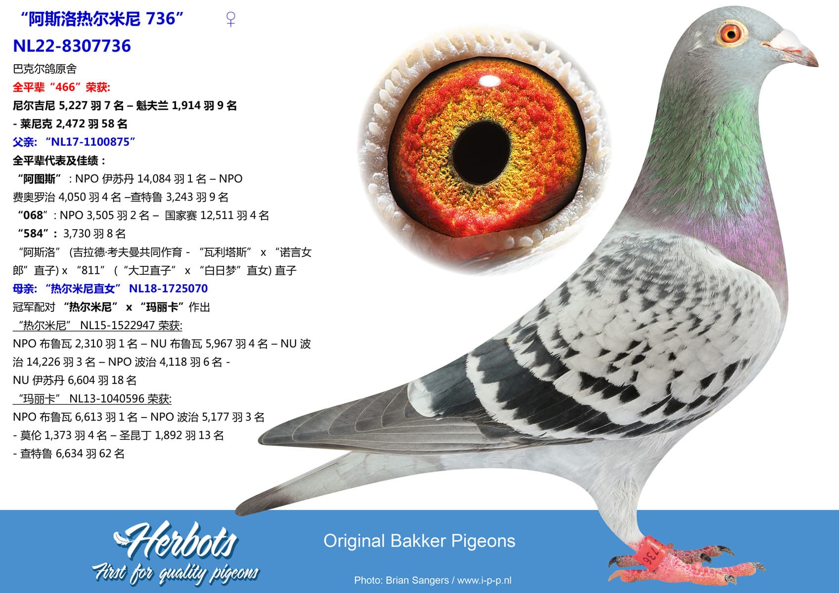 pigeon: undefined