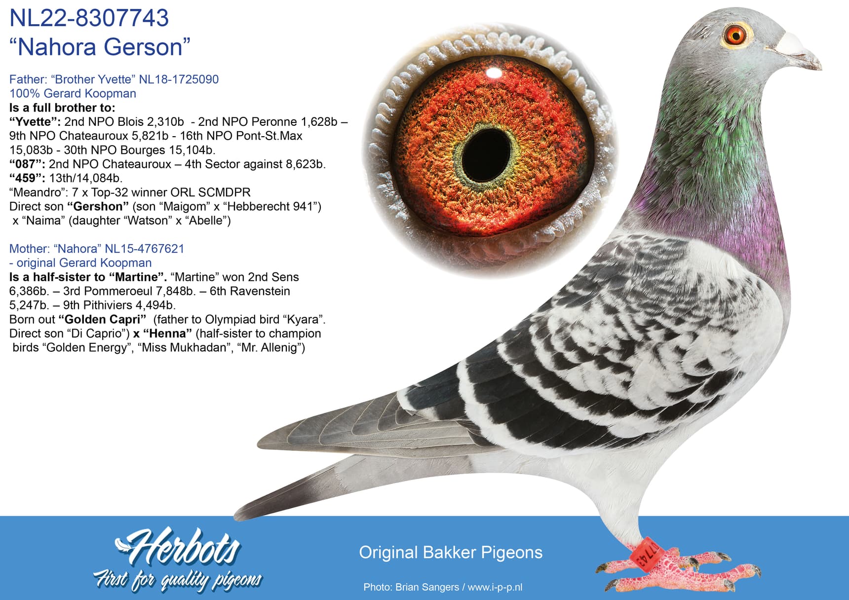 pigeon: undefined
