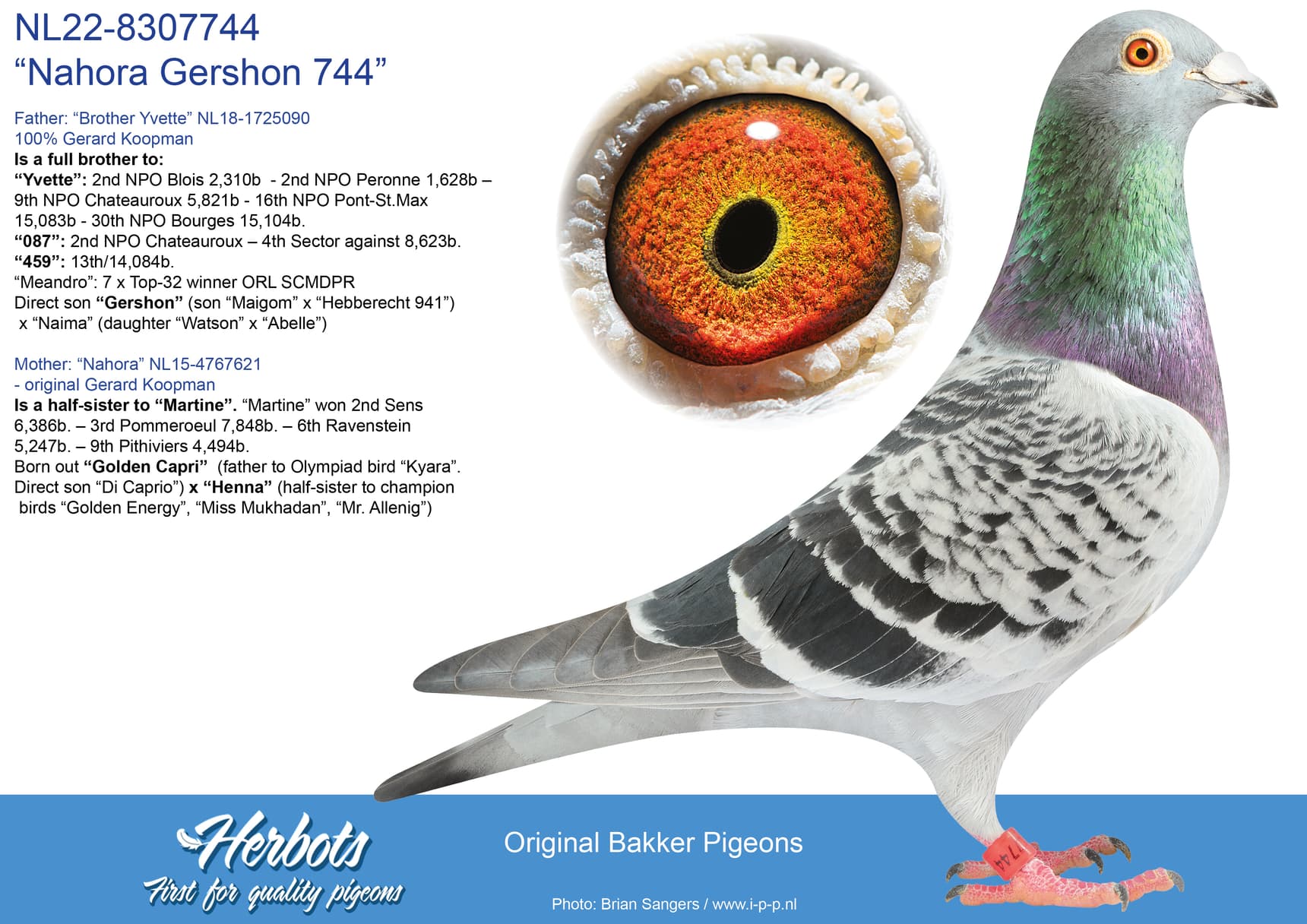 pigeon: undefined