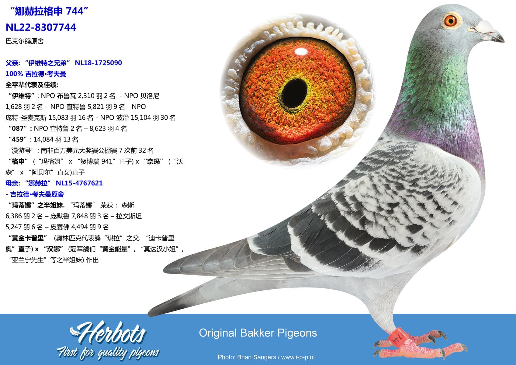 pigeon: undefined