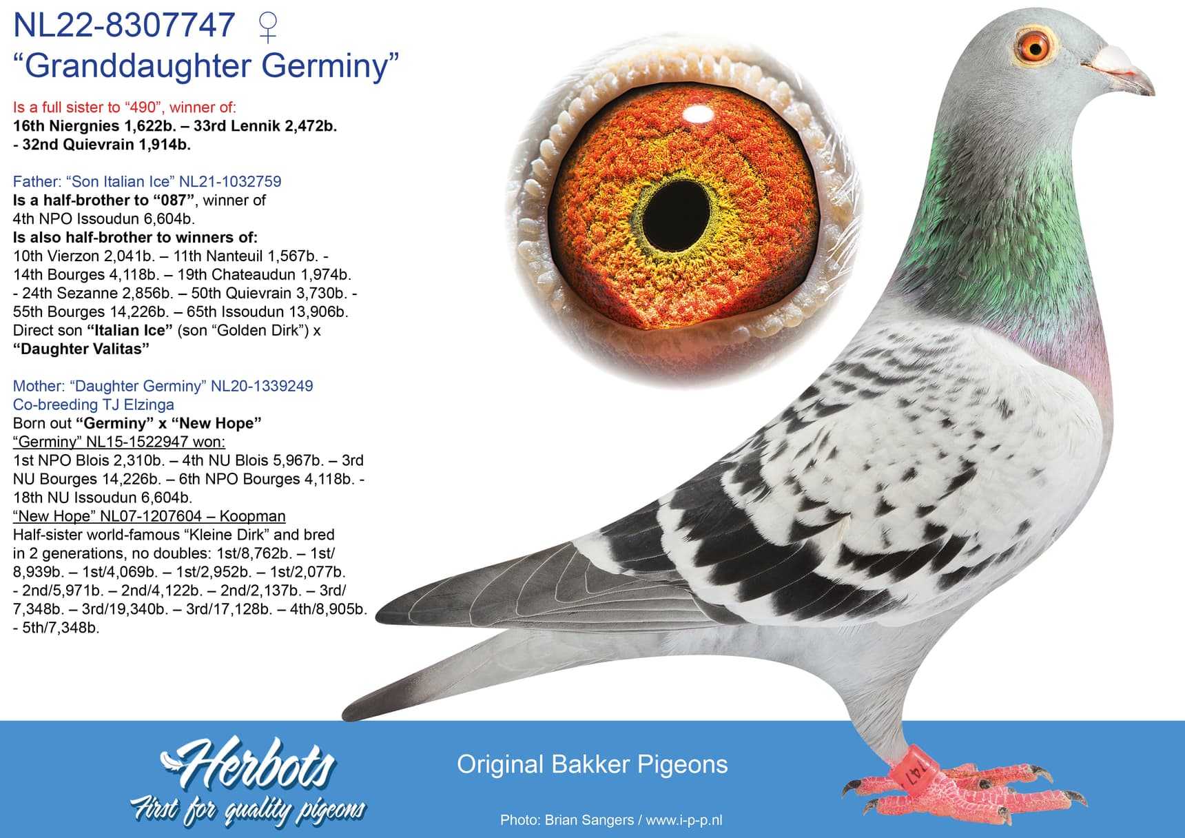 pigeon: undefined