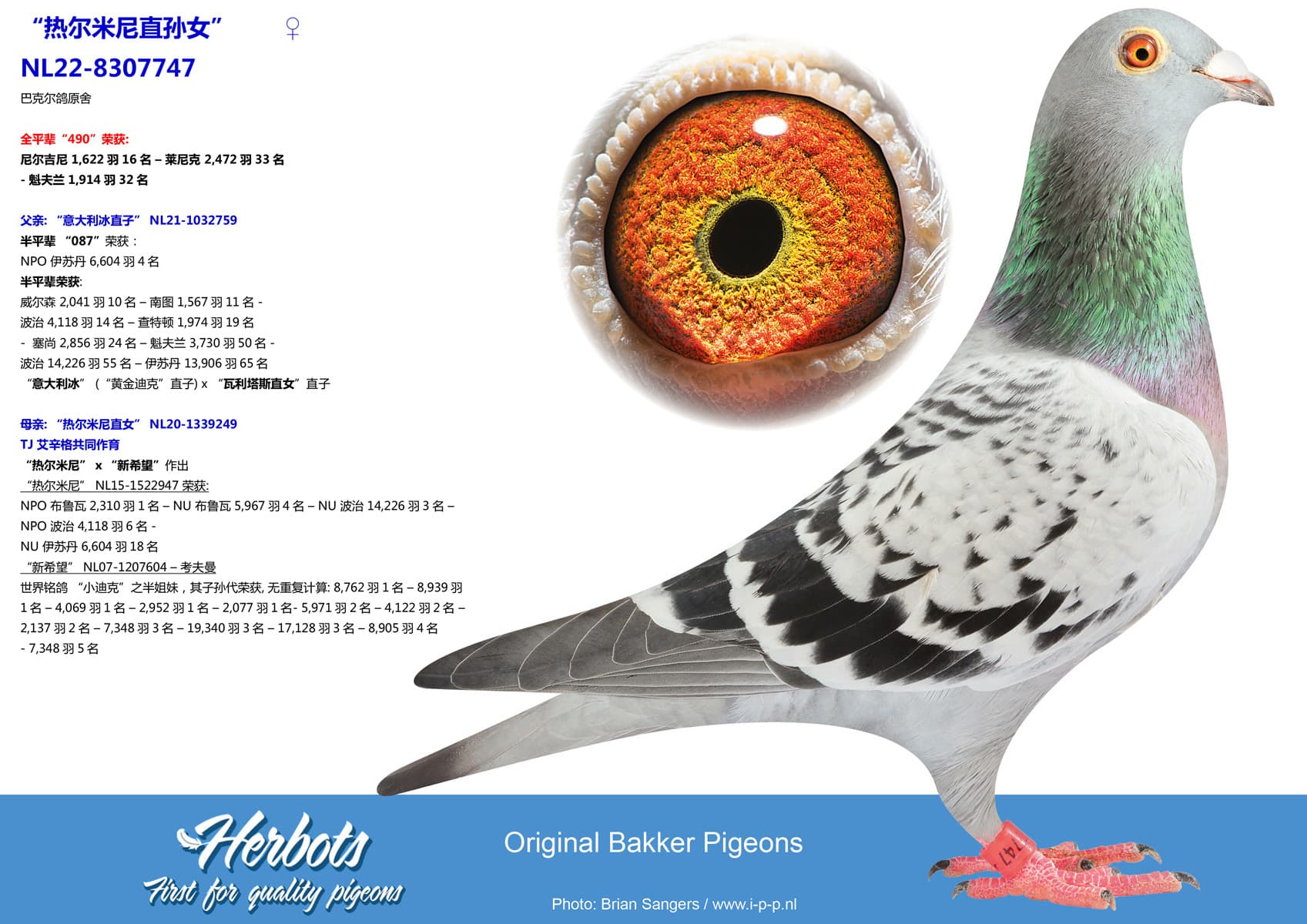 pigeon: undefined