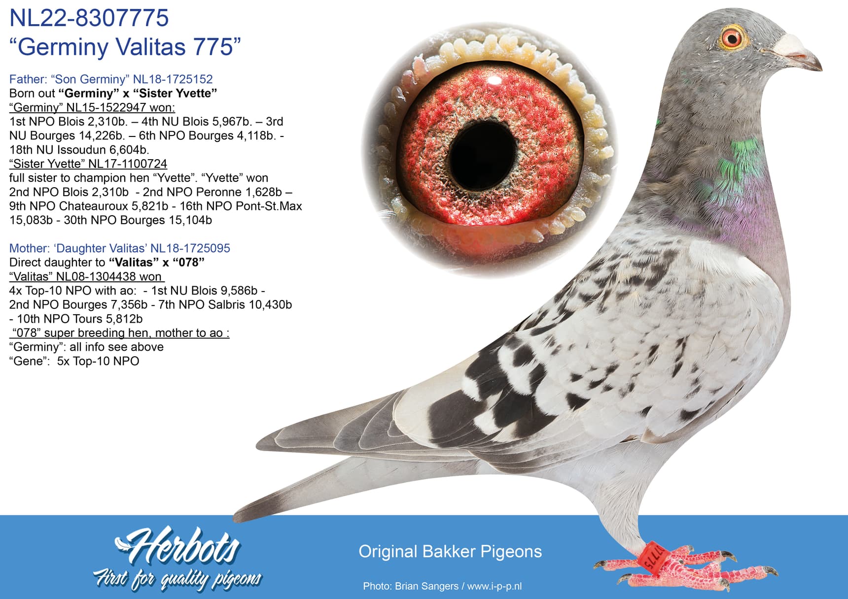 pigeon: undefined