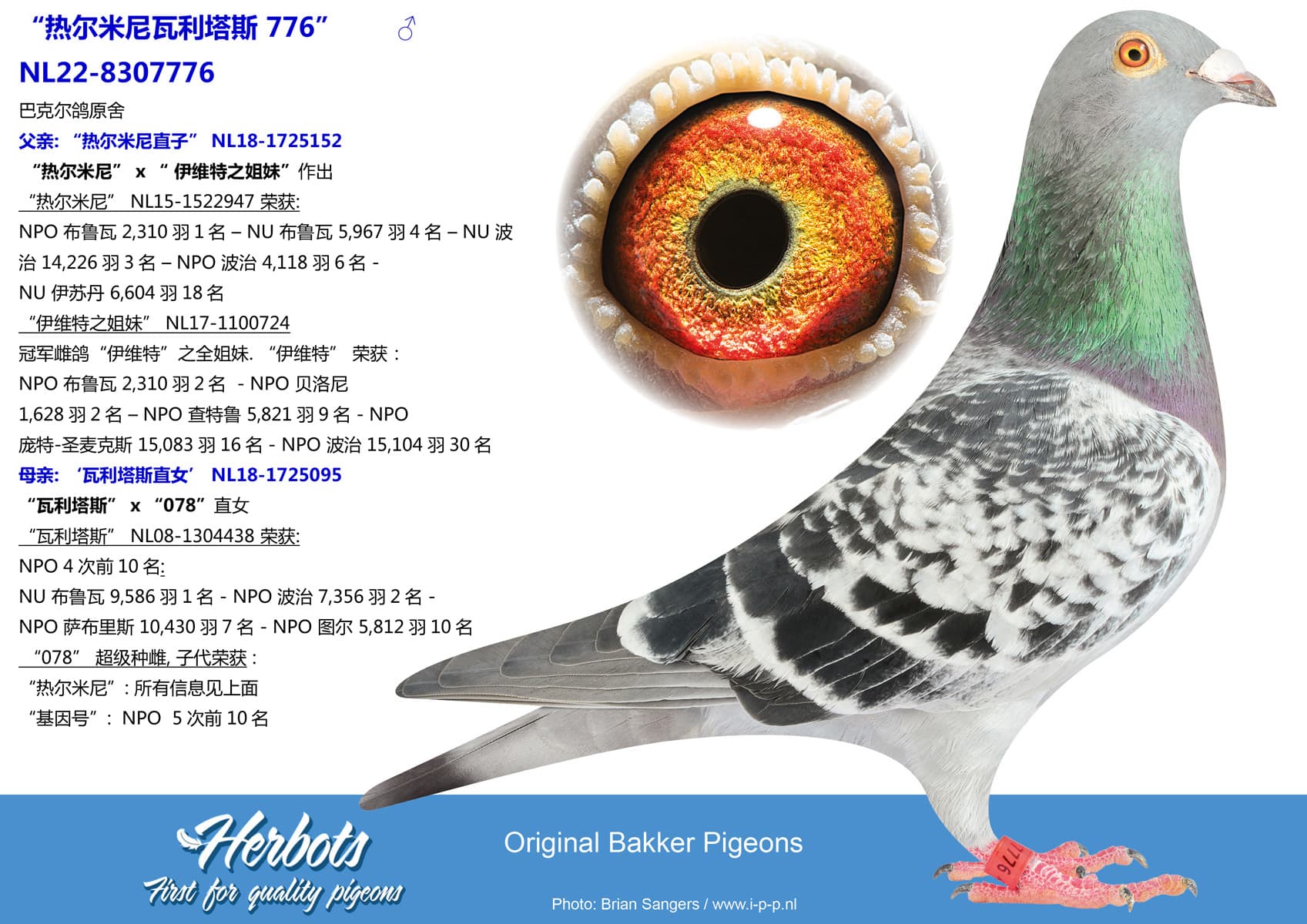 pigeon: undefined