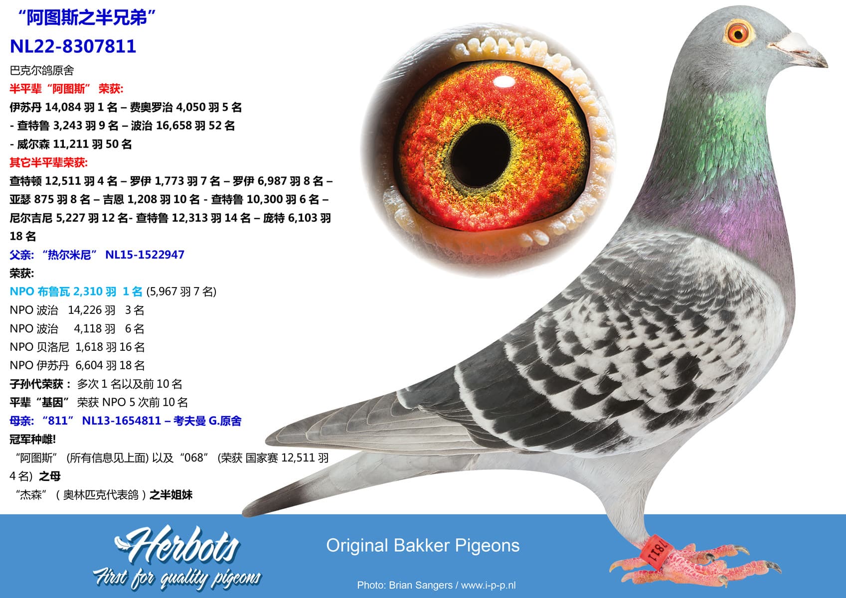 pigeon: undefined