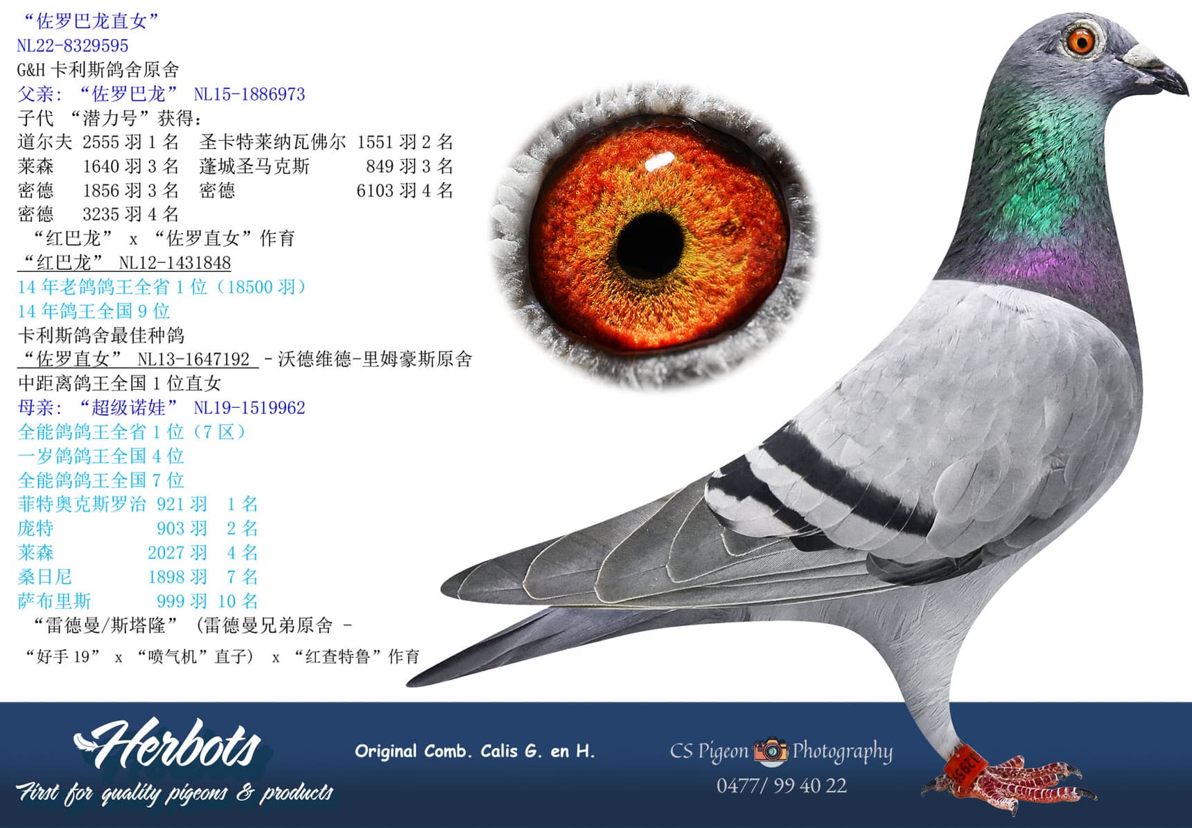 pigeon: “佐罗巴龙直女”