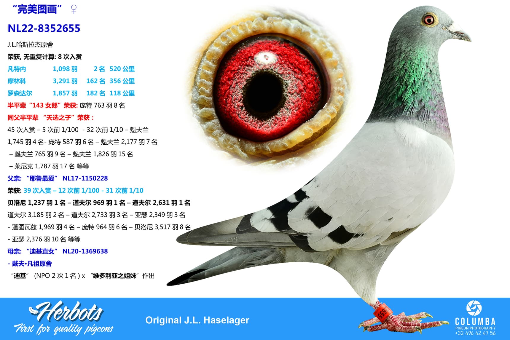pigeon: undefined