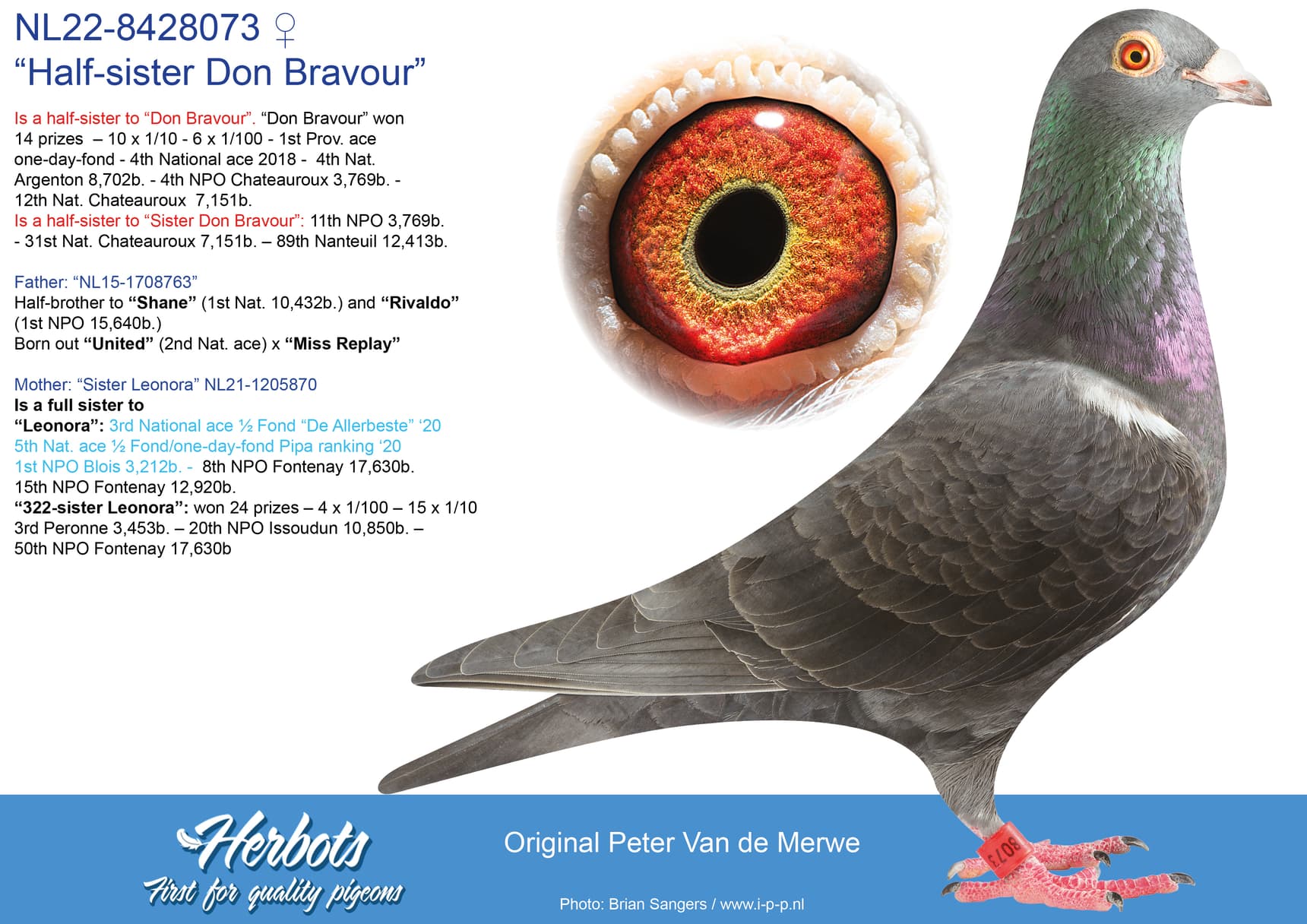 pigeon: undefined