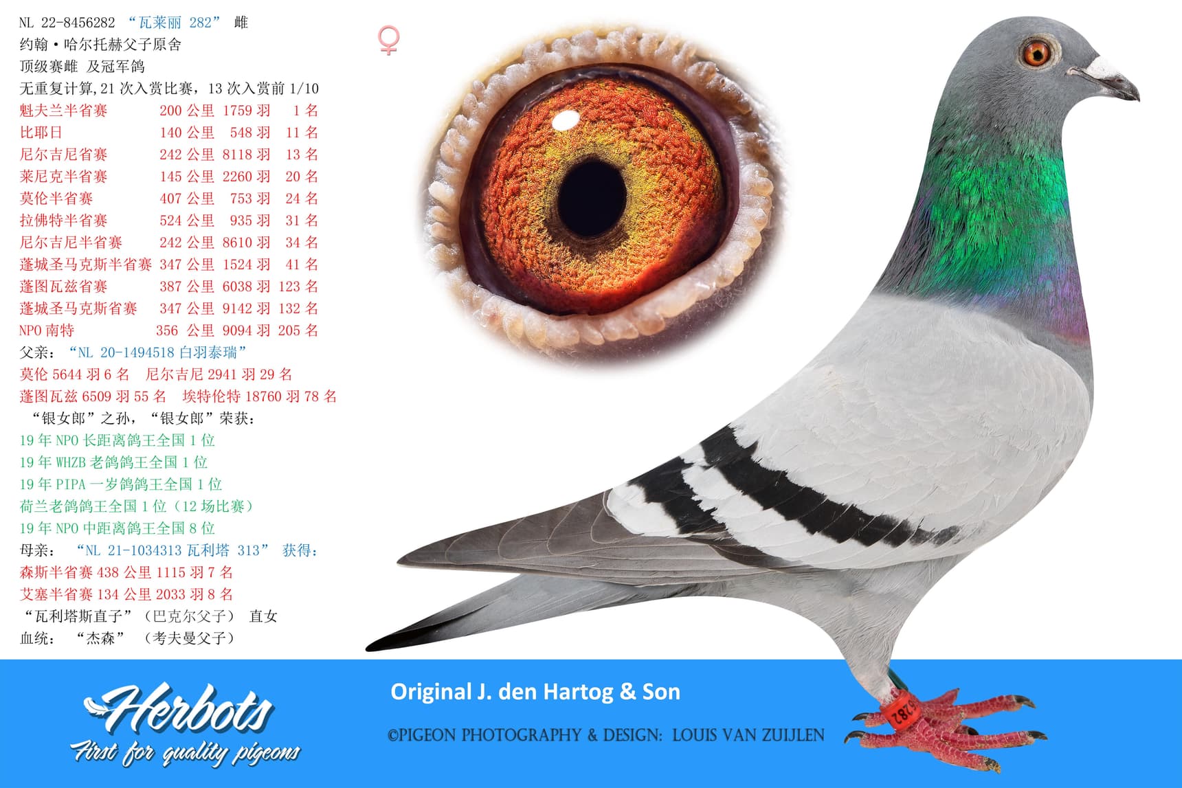 pigeon: “瓦莱丽 282”