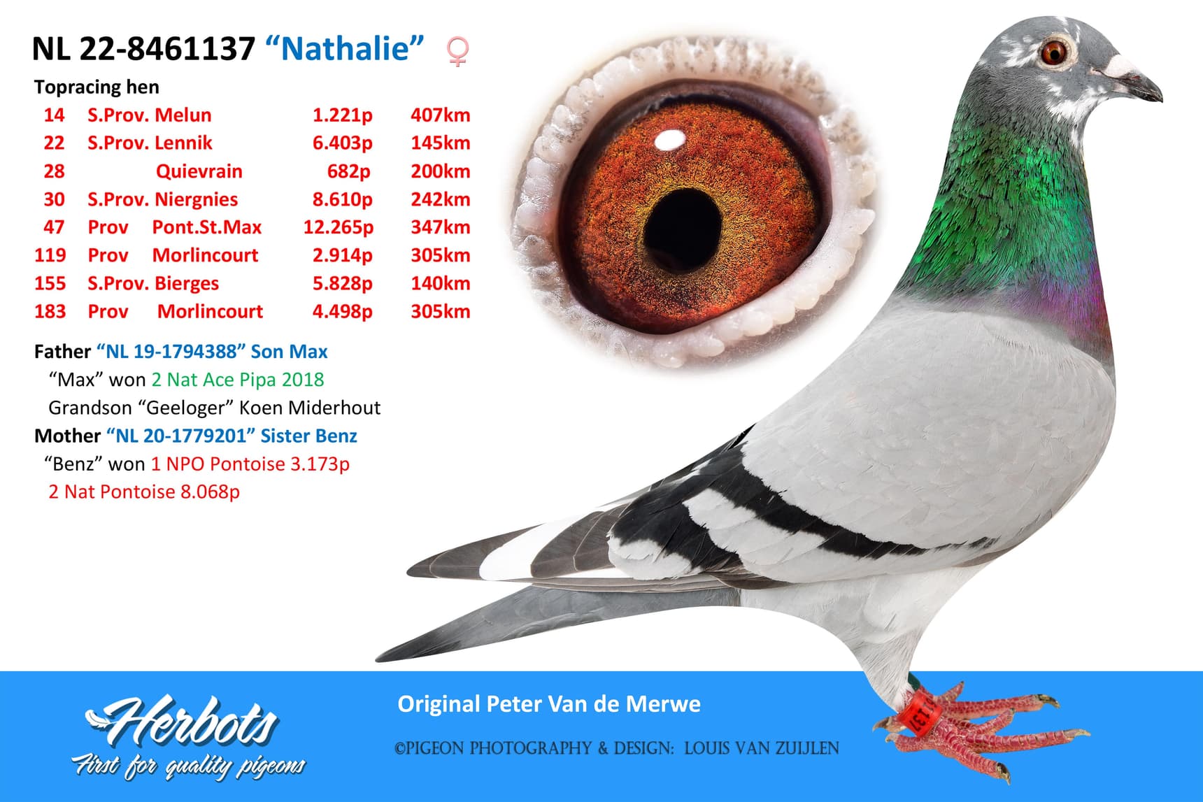 pigeon: “Nathalie”