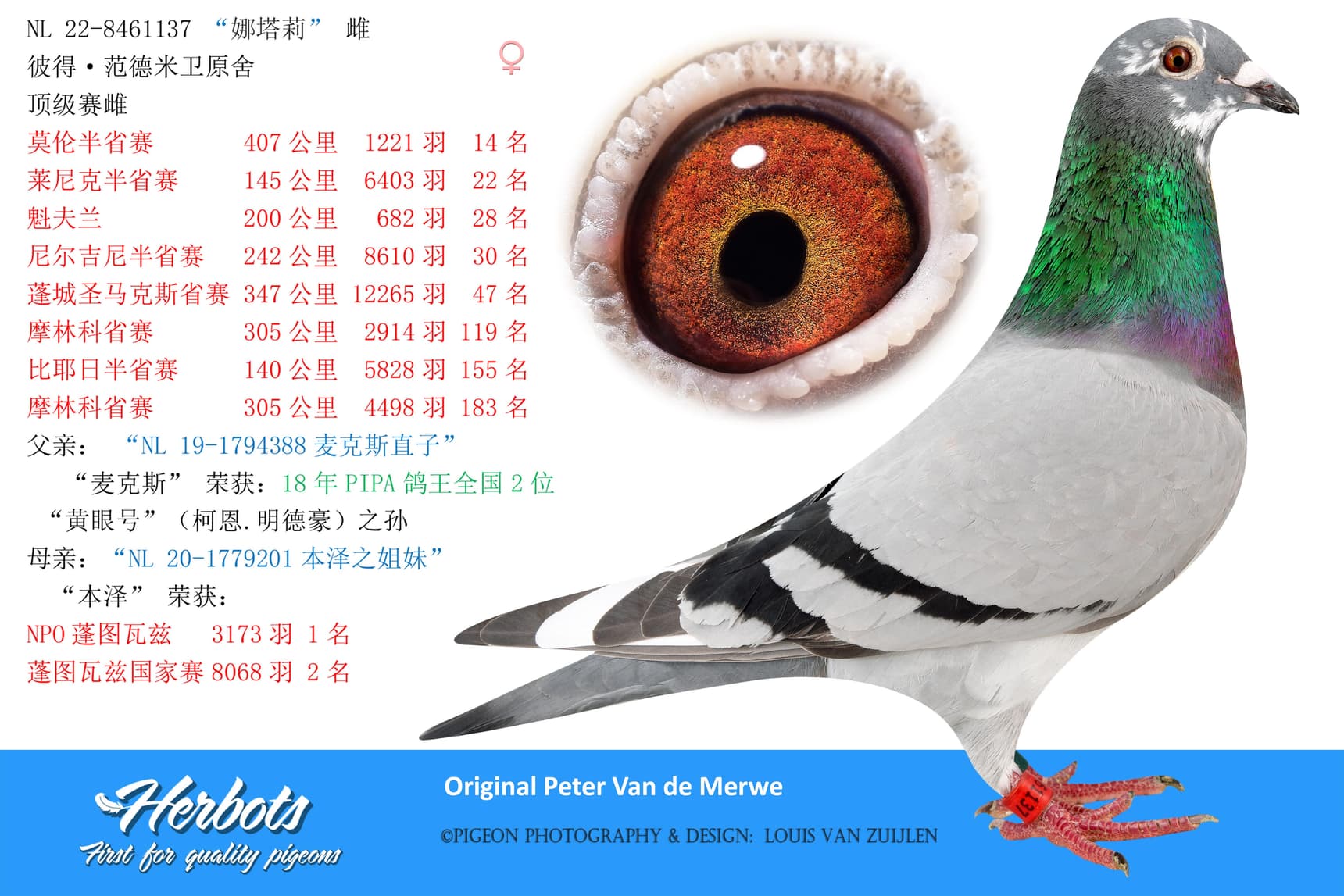 pigeon: “娜塔莉”