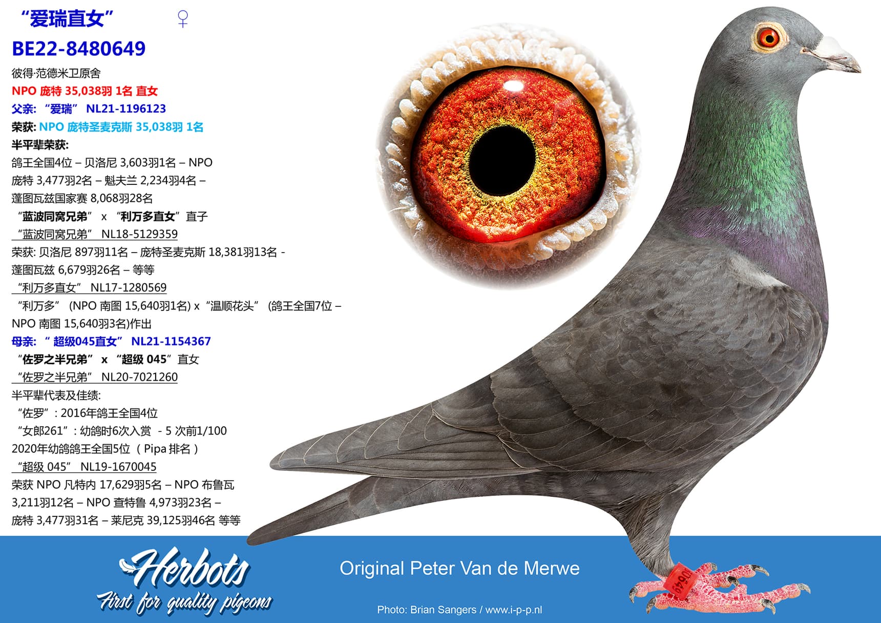 pigeon: undefined