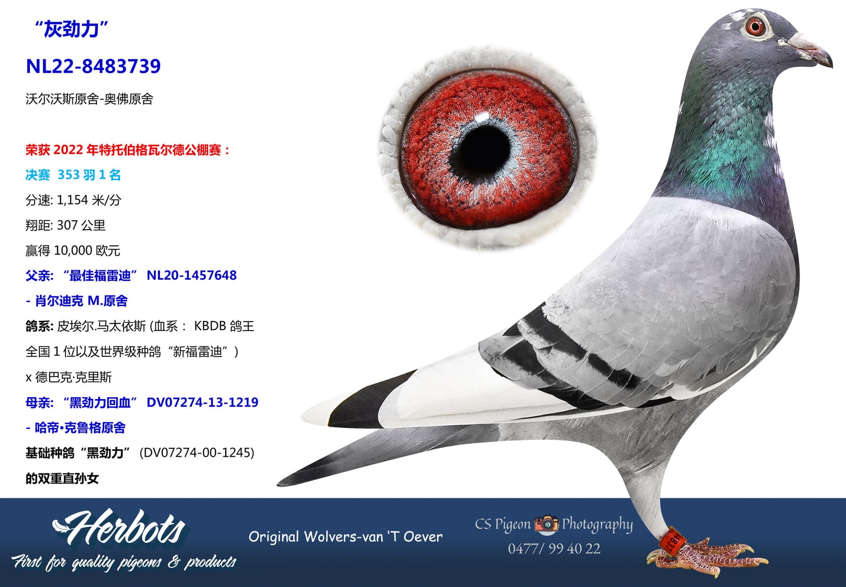 pigeon: undefined