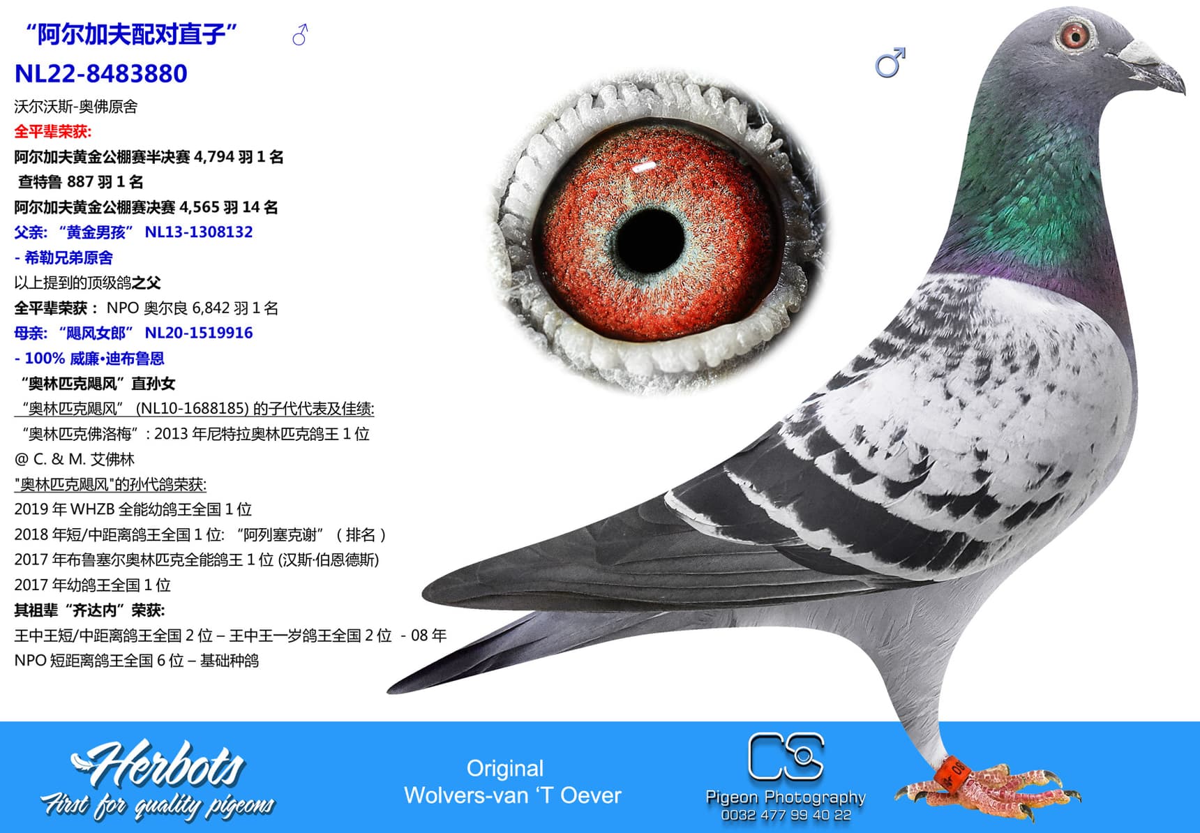 pigeon: undefined