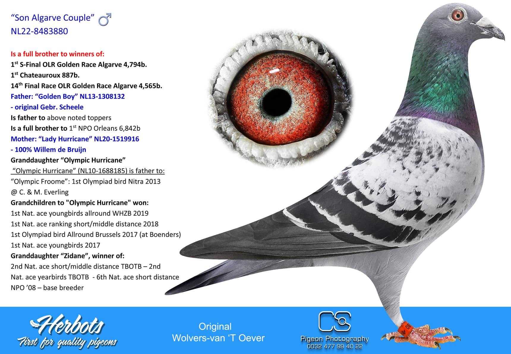 pigeon: undefined