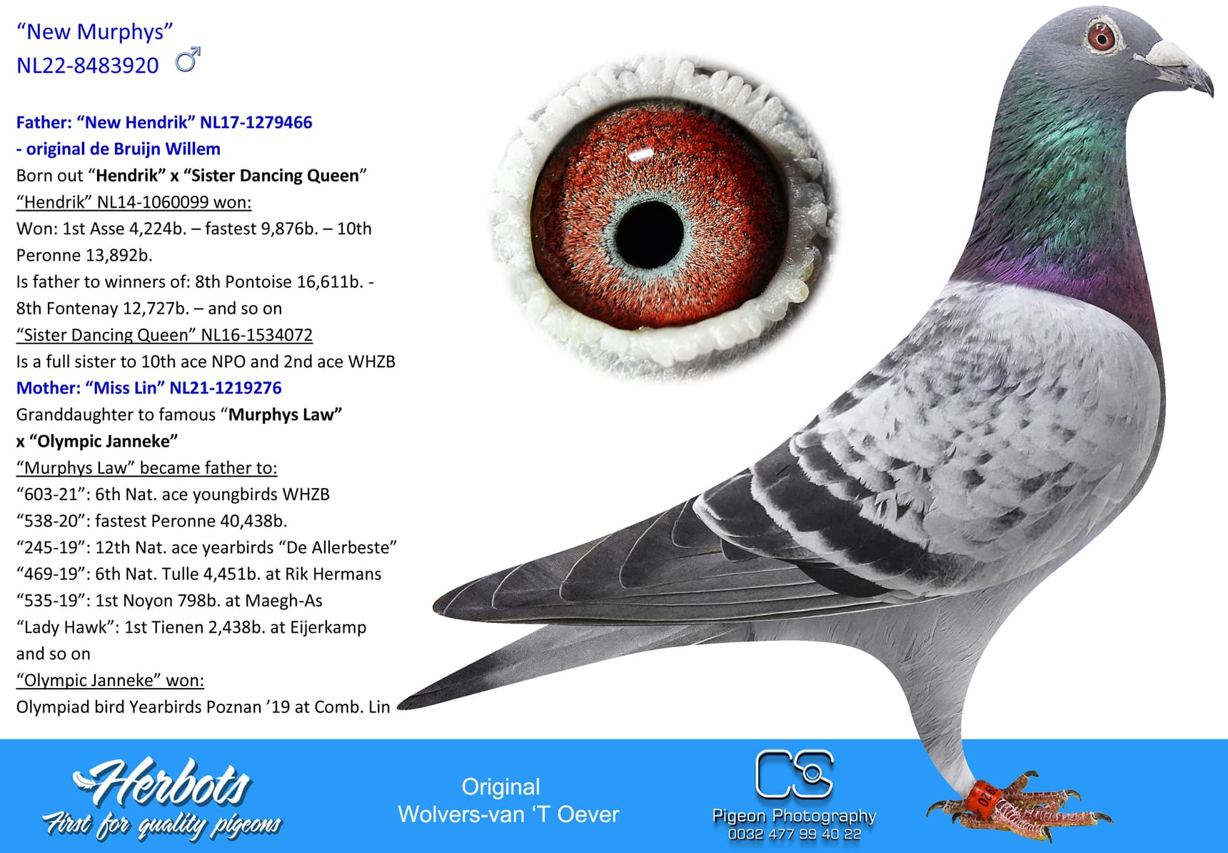 pigeon: undefined