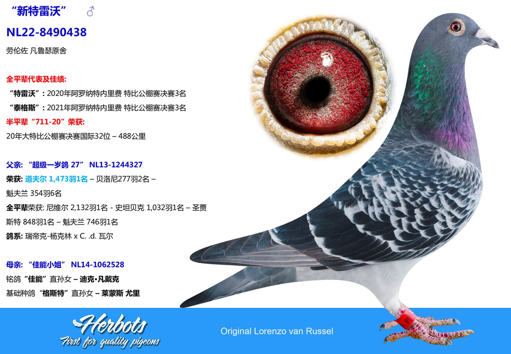 pigeon: undefined