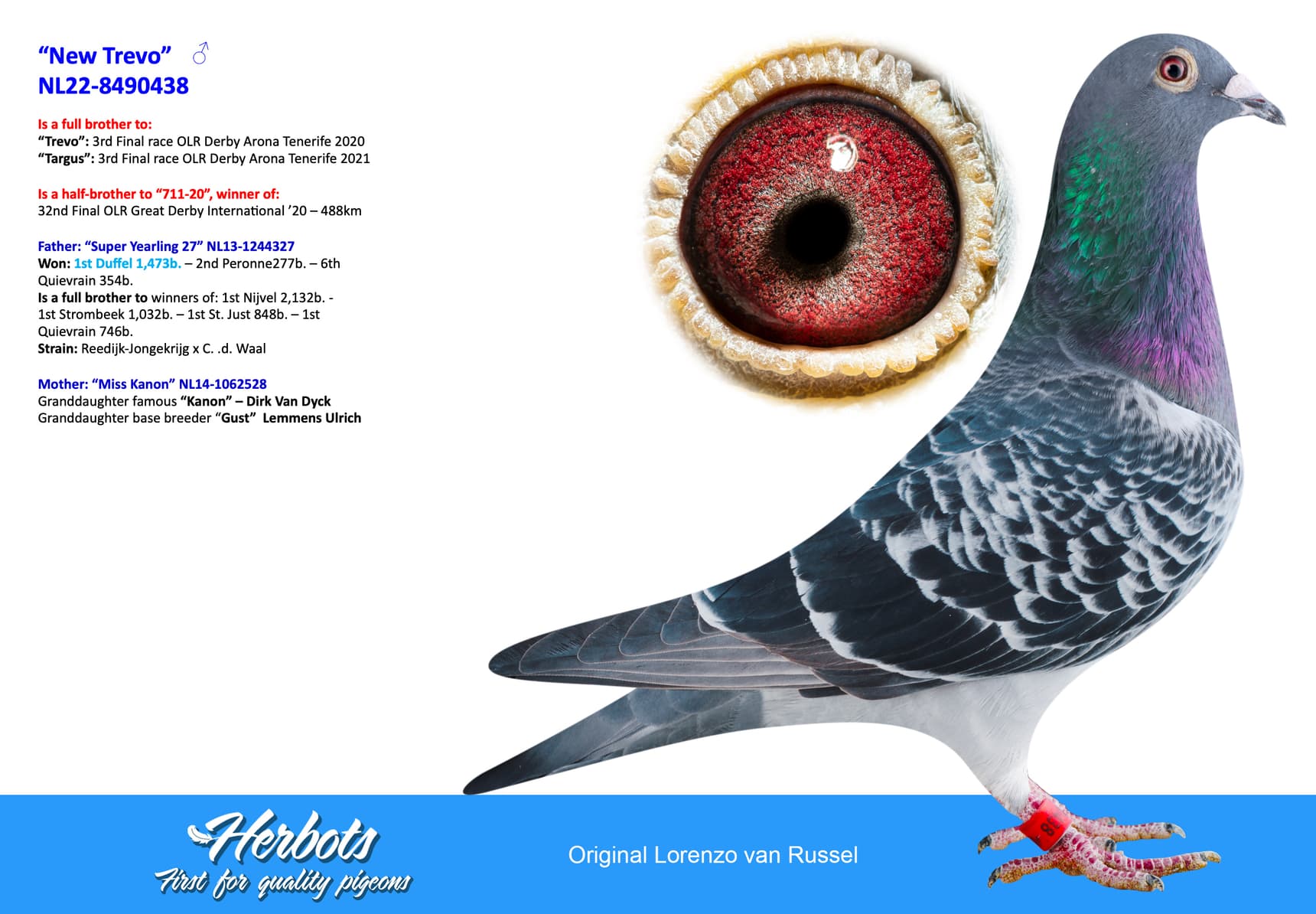 pigeon: undefined