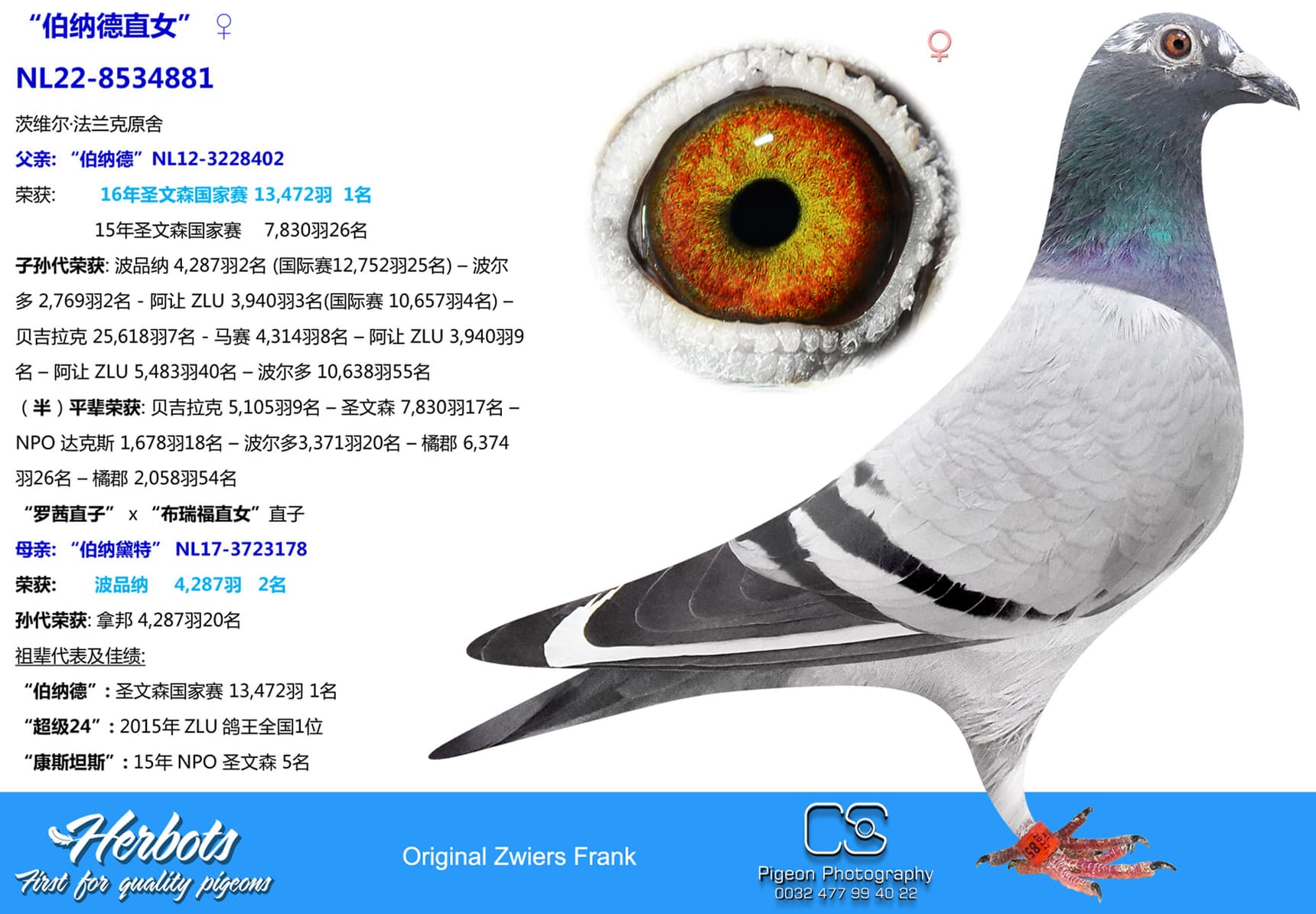pigeon: undefined