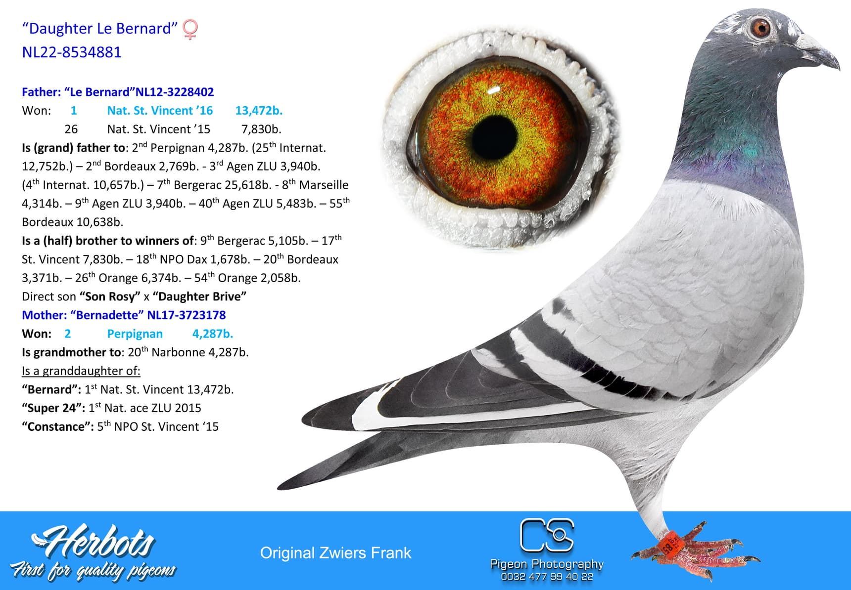 pigeon: undefined