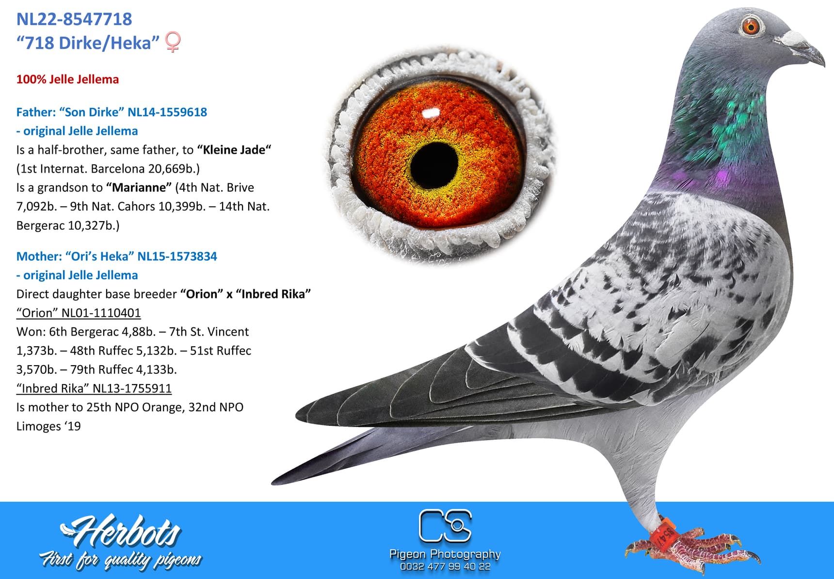 pigeon: undefined