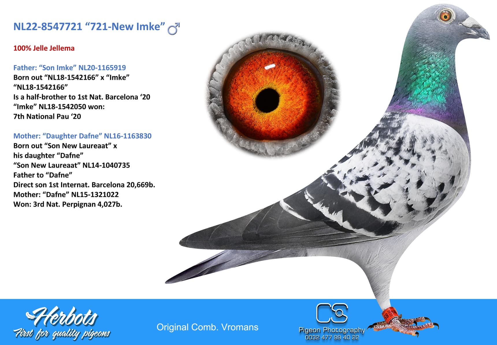pigeon: undefined