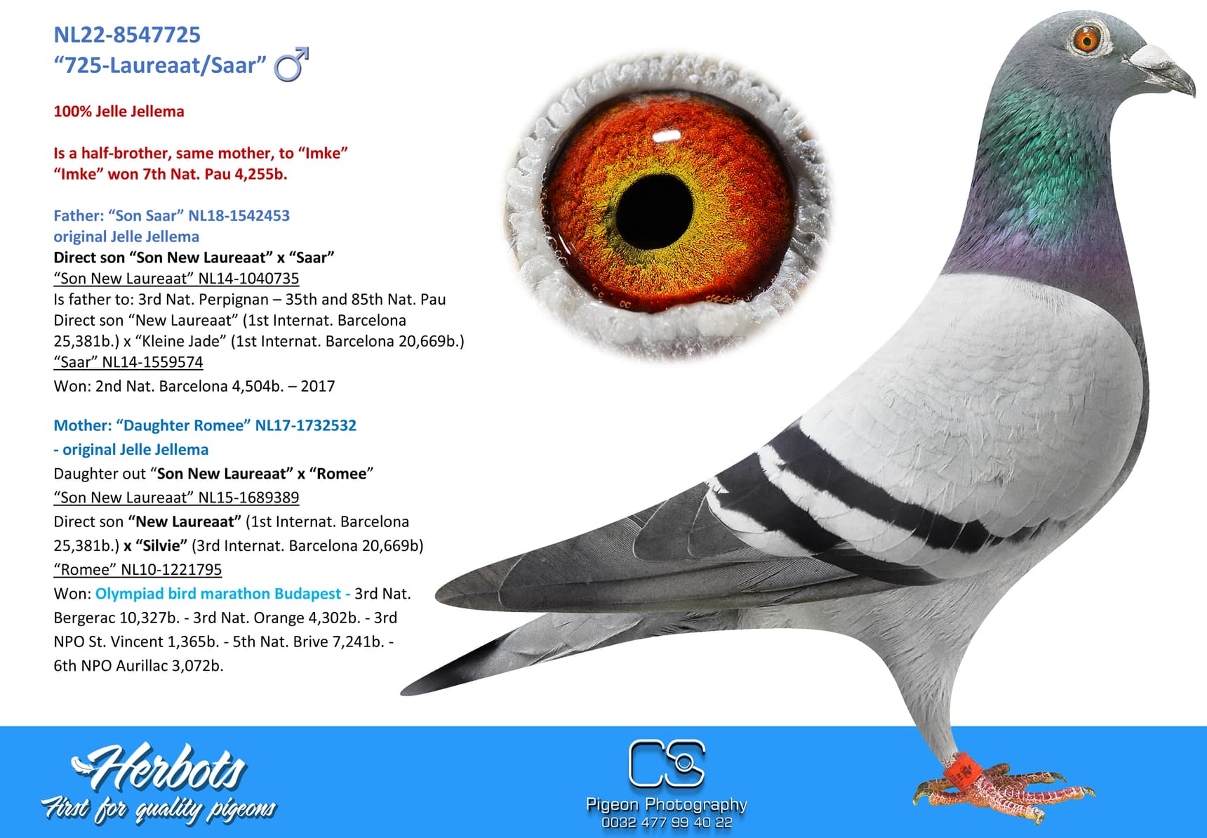 pigeon: undefined