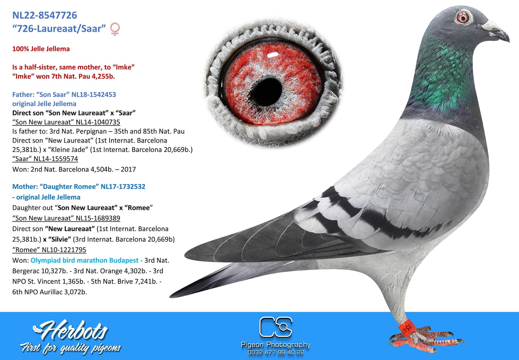 pigeon: undefined
