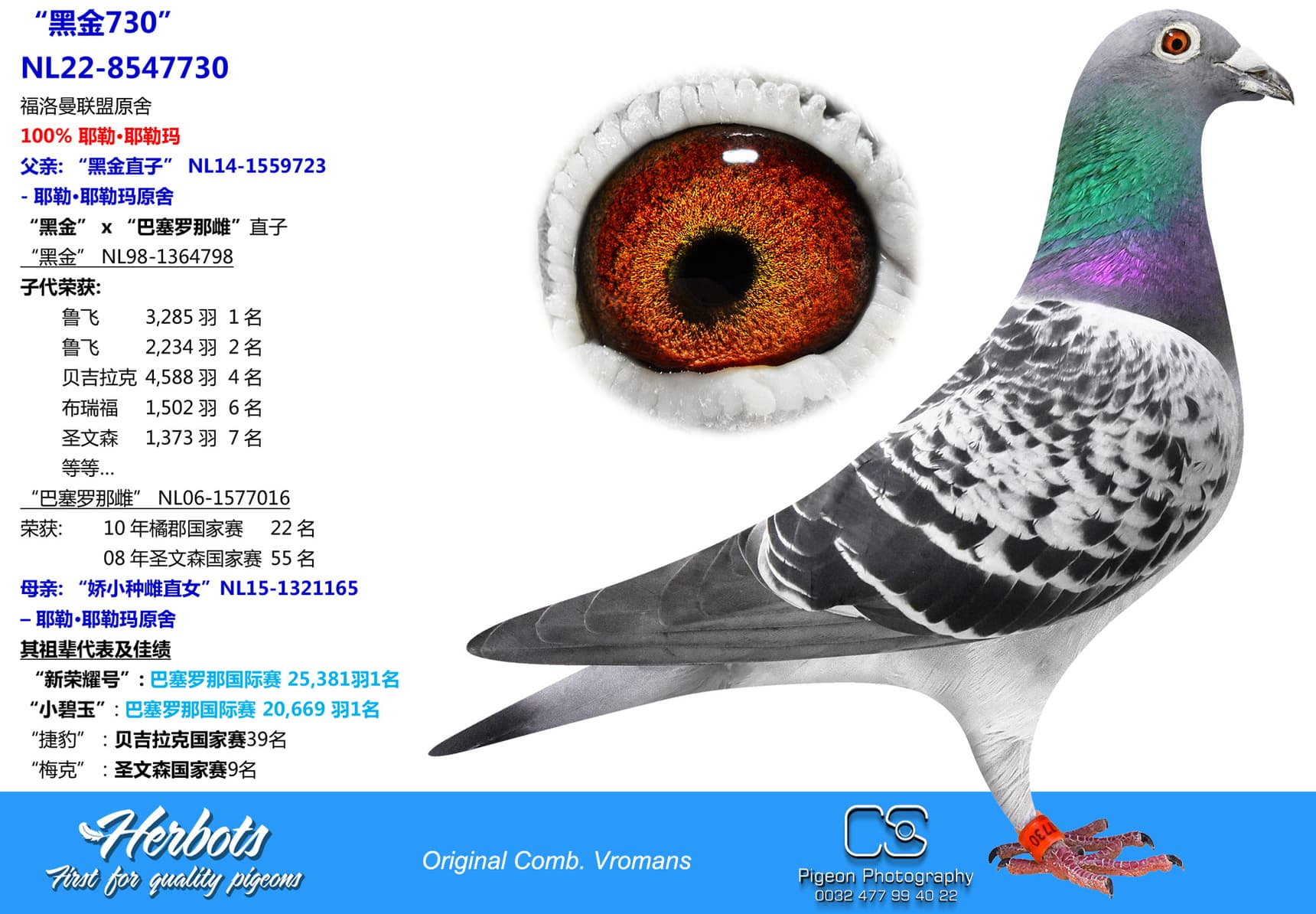 pigeon: “黑金730”