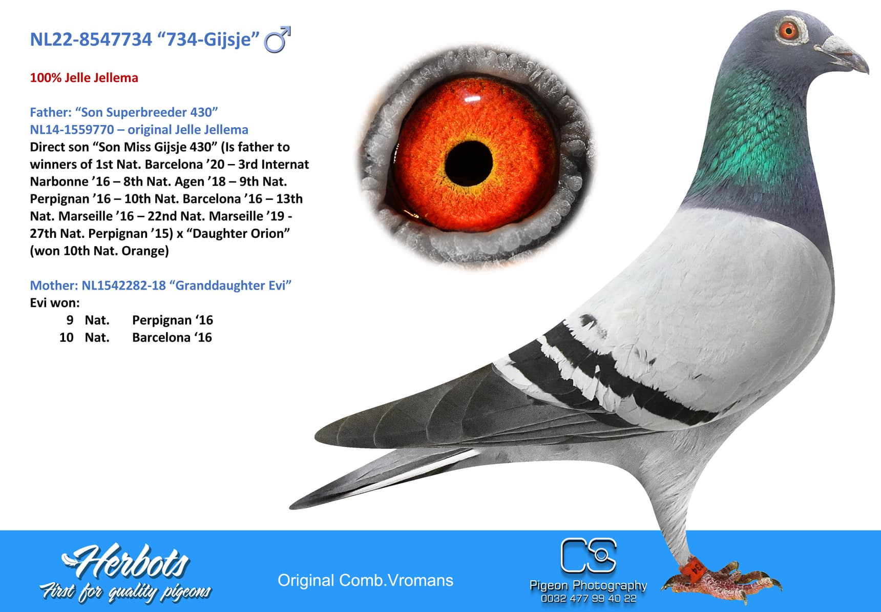 pigeon: undefined
