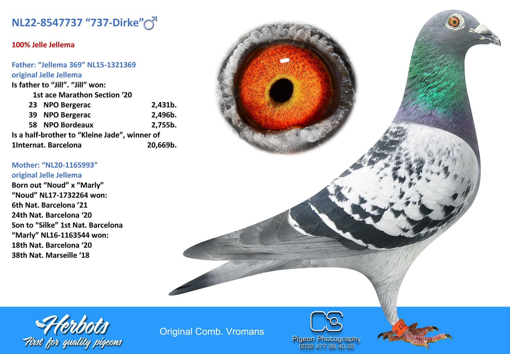pigeon: undefined