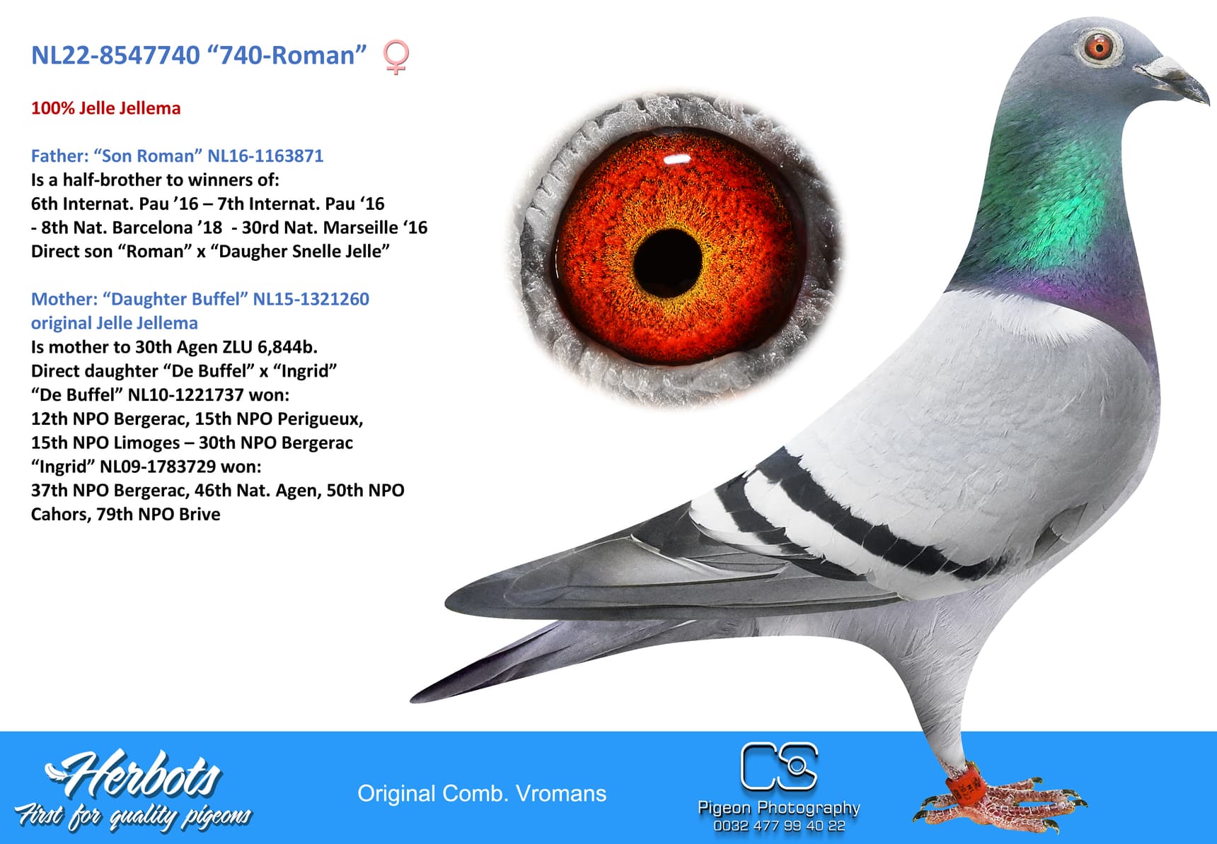 pigeon: undefined
