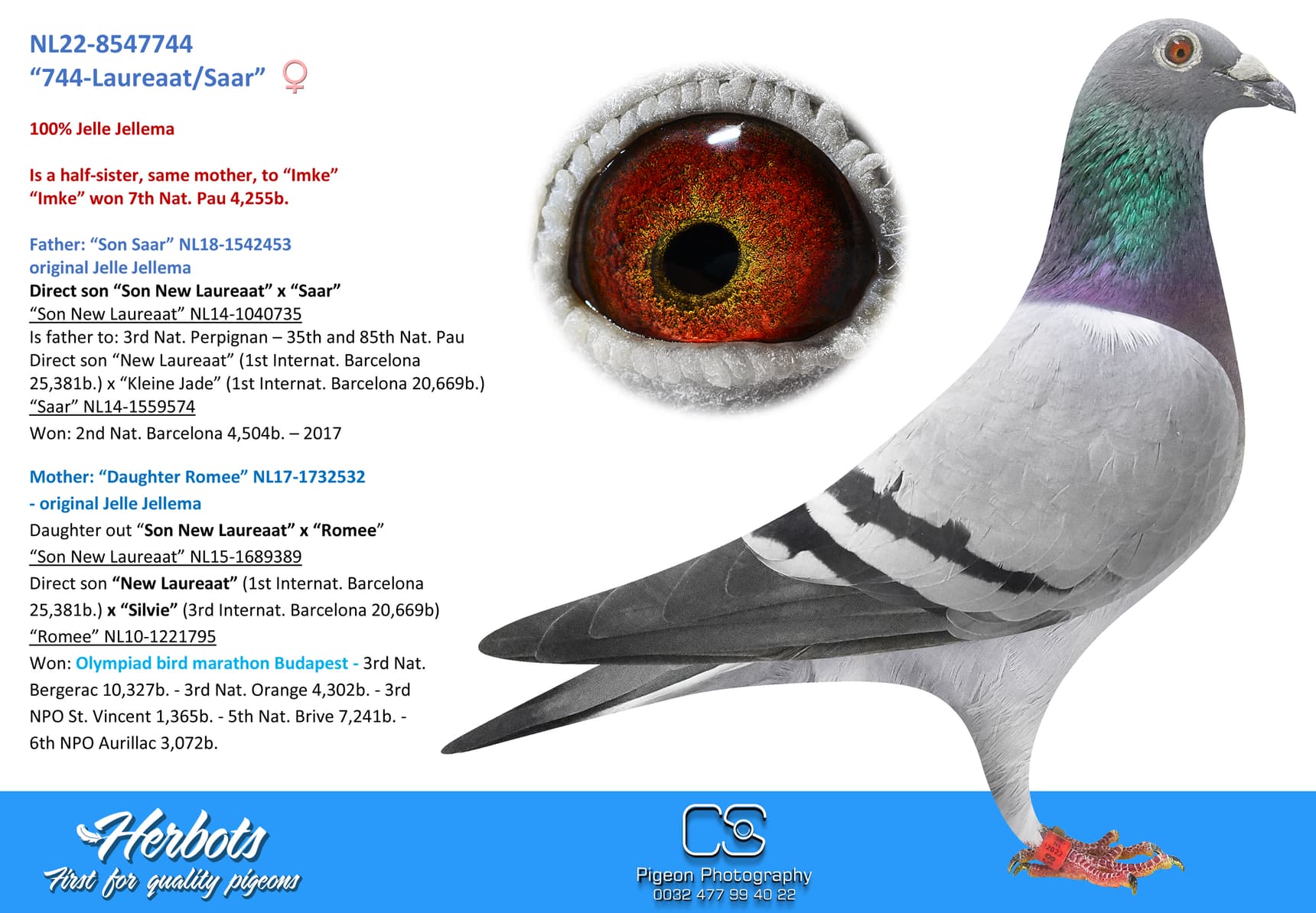 pigeon: undefined