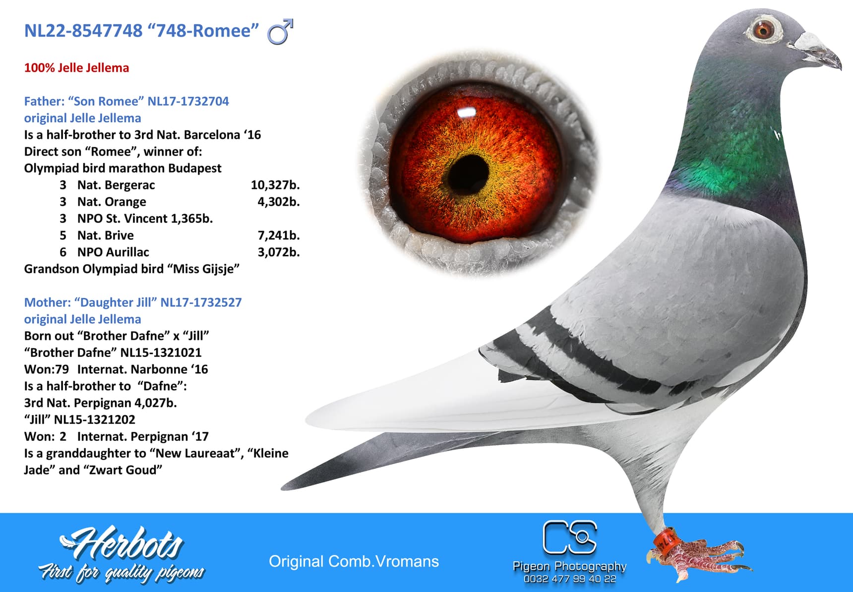 pigeon: undefined
