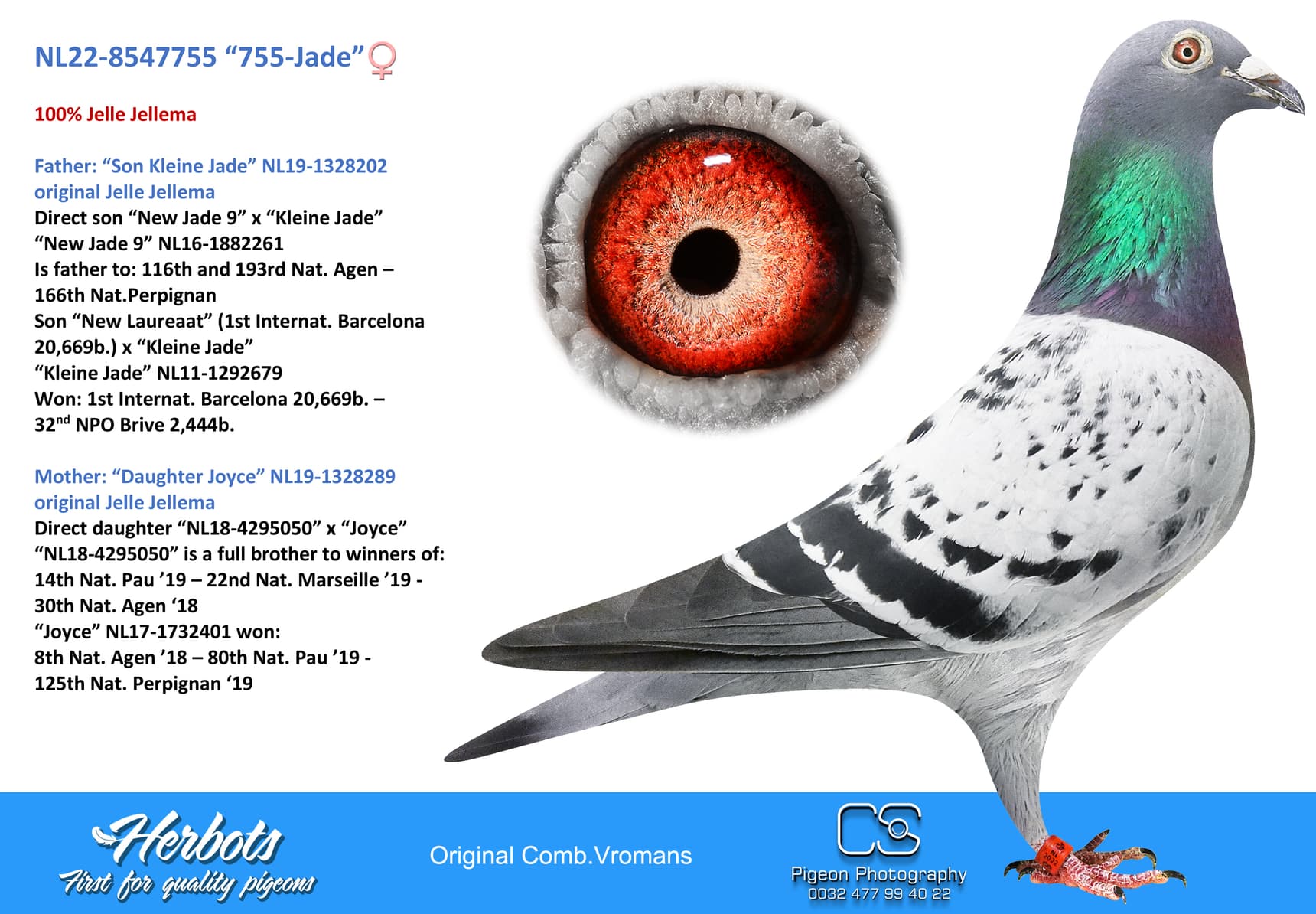 pigeon: undefined
