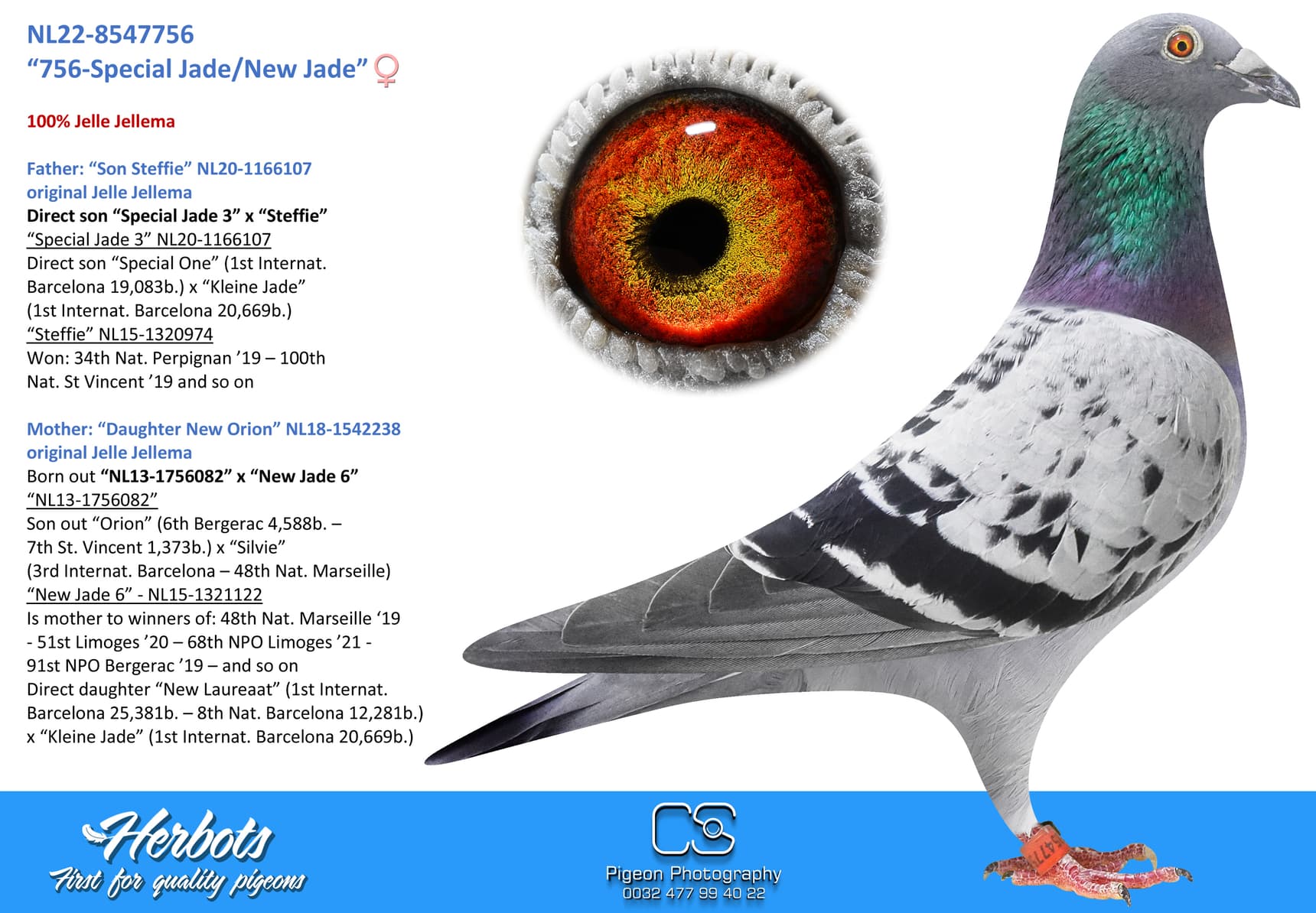 pigeon: undefined