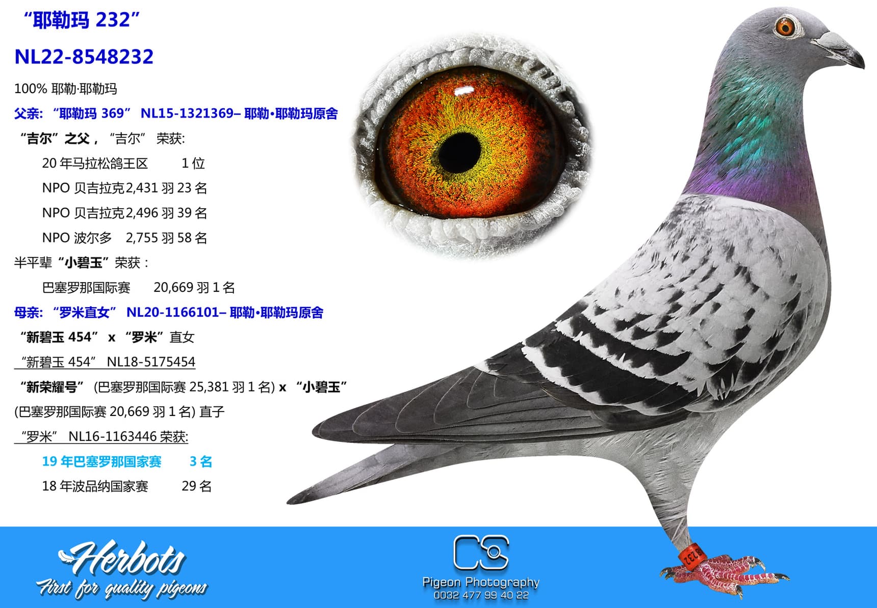 pigeon: “耶勒玛 232”