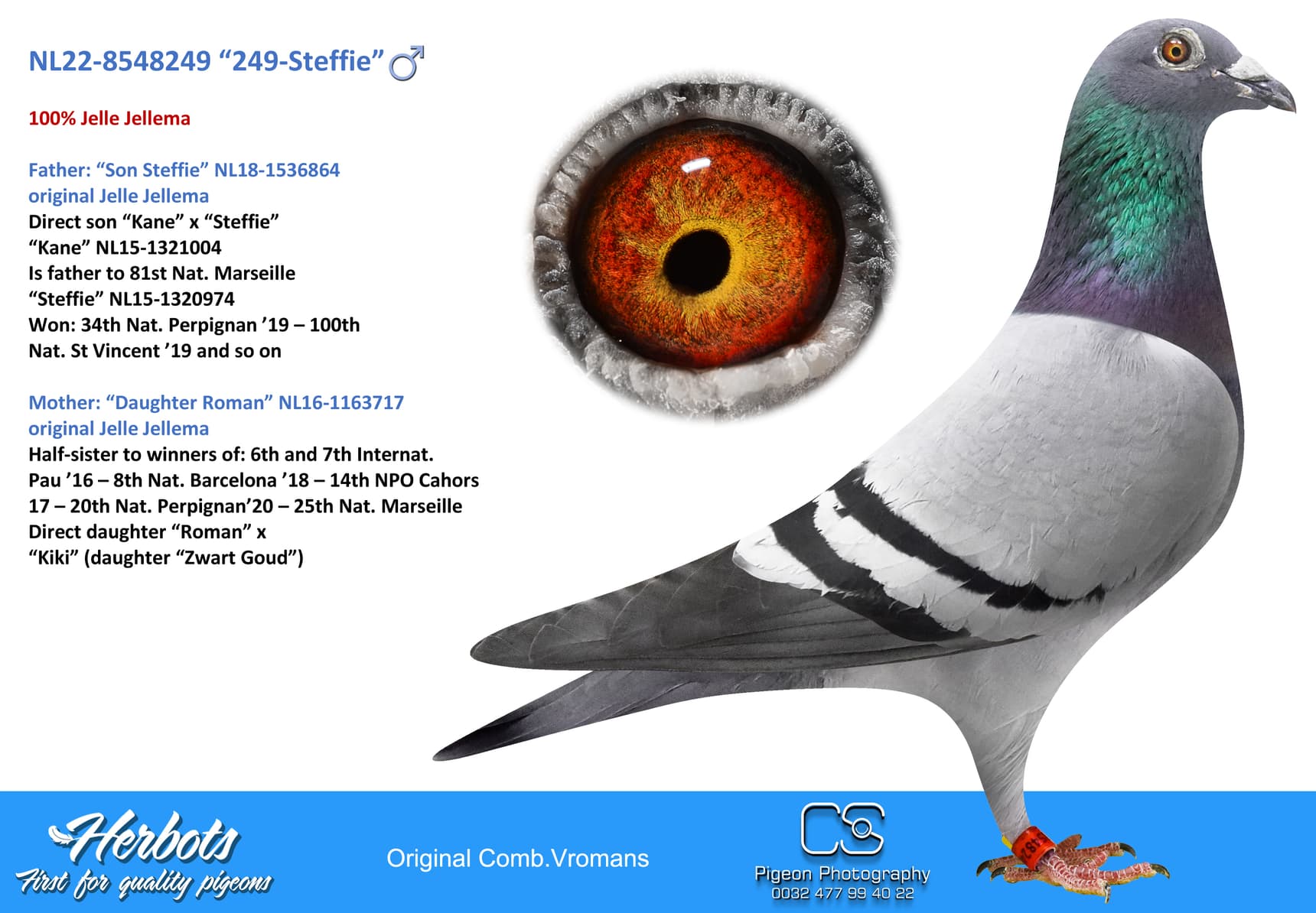pigeon: undefined